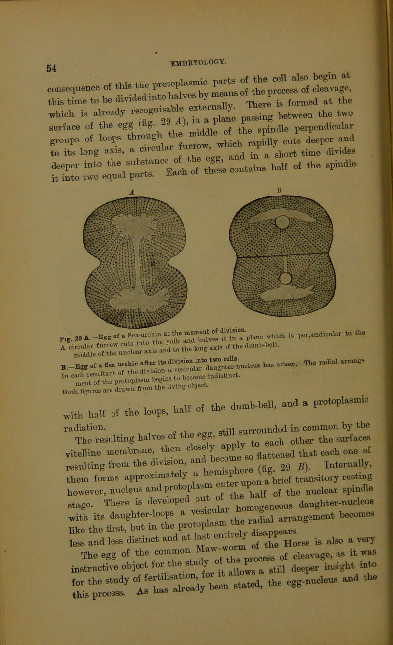 consequence of ttp ~ tbis time to be dmc -n There is formed at the which is aheady -ogmsaWe. ^ „ the tw„ surface of the egg <fig' ot the spindle perpendicular gr„»ps of ioops «ta u^ wU* rap'dly ™ts deeper and to its long axis, a cncu < and .q ft short time divides deeper into theach of these contains half of the spindle it into two equal parts. -^cu ui *> «■* A •»*»“»>™ ““ 1“VM1- . . ... «olla unaaic ui . B.-Egg of f^r^dlughter-nuoleuB has ariden * W« - become indistinct. Both Sres are Lwn from the Bvmg ohjeot. The radial arrange- with half cf the ioops, ha!f of the dntnh-hell, and a ptntoplasntie 'I^Ung of ae egg, stiff—ed vitelline membrane then c ose yPP &MxaeA thot «ach one of resulting from the division, an . 09 ß\ Internally, them forms approximately a ^^Luponabrief transitory resting however, nucleus andpio op as nuclear spindle ESrri-ÄÄ is ato ave, ää. -—-tta