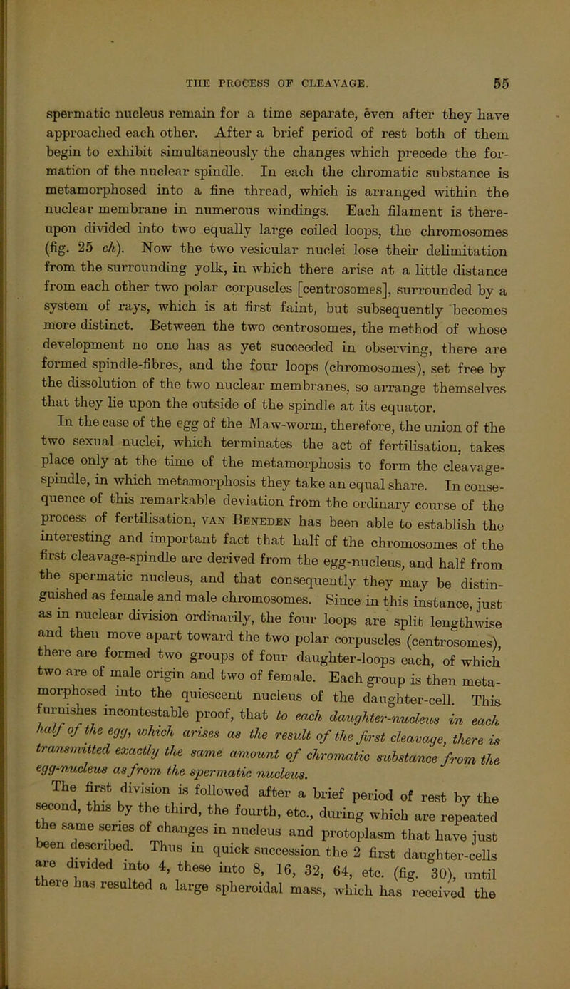 spermatic nucleus rernain for a time separate, even after they have approached each other. After a brief period of rest botk of tbem begin to exhibit simultaneously tbe changes which precede the for- mation of the nuclear spindle. In each the ckromatic substance is metamorphosed into a fine thread, which is arranged within the nuclear membrane in numerous windings. Each filament is there- upon divided into two equally large coiled loops, the chromosomes (fig. 25 cli). Now the two vesicular nuclei lose their dehmitation from the surrounding yolk, in which there arise at a little distance from each other two polar corpuscles [centrosomes], surrounded by a System of rays, which is at first faint, but subsequently becomes more distinct. Between the two centrosomes, the method of whose development no one has as yet succeeded in observing, there are formed spindle-fibres, and the four loops (chromosomes), set free by the dissolution of the two nuclear membranes, so arrange themselves that they lie upon the outside of the spindle at its equator. In the case of the egg of the Maw-worin, therefore, the union of the two sexual nuclei, which terminates the act of fertilisation, takes place only at the time of the metamorphosis to form the cleavage- spindle, in which metamorphosis they take an equal share. In conse- quence of this remarkable deviation from the ordinary course of the process of fertilisation, van Beneden has been able to establish the interesting and important fact that half of the chromosomes of the first cleavage-spindle are derived from the egg-nucleus, and half from the spermatic nucleus, and that consequently they may be distin- guished as female and male chromosomes. Since in this instance just as in nuclear division ordinarily, the four loops are split lengthwise and then move apart toward the two polar corpuscles (centrosomes) there are formed two groups of four daughter-loops each, of which two are of male origin and two of female. Each group is then meta- morphosed into the quiescent nucleus of the daughter-cell. This furmshes mcontestable proof, that to each daughter-nucleics in each half of the egg, which arises as the result of the first cleavage, there is transvntted exactly the same amount of chromatic substance from the egg-nucleus asfrom the spermatic nucleus. The first division is followed after a brief period of rest by the second, this by the third, the fourth, etc., during which are repeated the same series of changes in nucleus and protoplasm that have just been desenbed. Ihus in quick succession the 2 first daughter-cells are divided into 4, these into 8, 16, 32, 64, etc. (fig. 30), until there has resulted a large spheroidal mass, which has received the