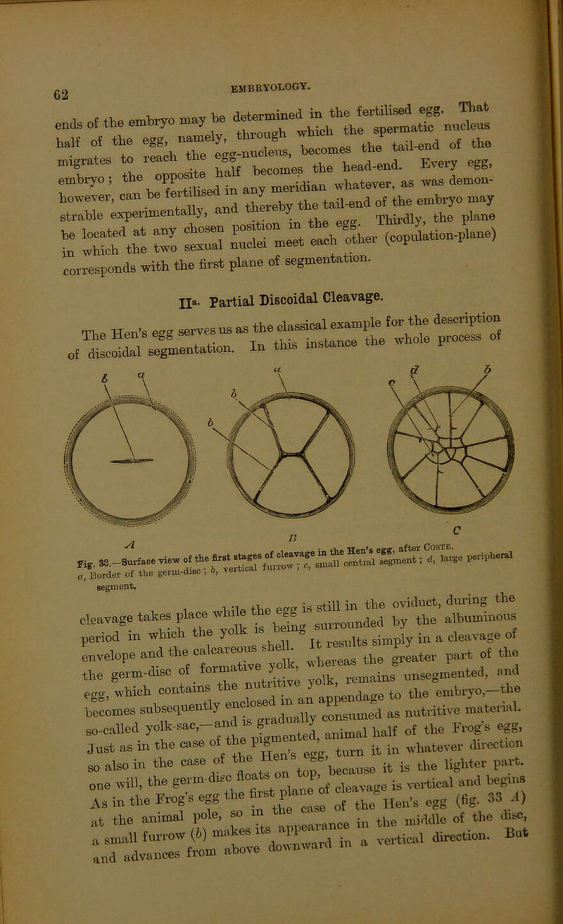 ends of the embryo may be ^^6^^h®he spermatif nucleus “ 1t r  et stmble1 expei'inaentally, and Le l°e Z sexual Street eaeb other (copulation-plane) corresponds with the first plane of Segmentation. Ha. partial Discoidal Cleavage. The Hen's egg of discoidal segmentaLon. In this mstance me „ fl . C i _ TTori,R p^er aftcr Coste. ——•■ - - •— segment. cleavage takes place while the egg is ^^the ^finout period in which the yo » ®mg lt regults simply in a cleavage of envelopeandtheca^ s ^ the greater part of the the germ-chsc of f°Tf™^ yolk, remains unsegmented, nnd egg, which contains th daae to the embryo,—the becomes subsequently unc ose m conguined as nutritive material, so-called yolk-sac,—and • g lf f the Frogs egg, Jost as in the case oi it in „hatever direction so also in the case of the He öS UllJ Jighter part. one will, the gern.-d.sc floafc o 1, vertical and begins