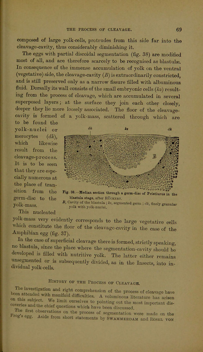 composed of large yolk-cells, protrudes from this side far into the cleavage-cavity, thus considerably diminishing it. The eggs with partial discoidal Segmentation (fig. 38) are modified most of all, and are therefore scarcely to be recognised as blastulse. In consequence of the immense accumulation of yolk on the ventral (vegetative) side, the cleavage-cavity (B) is extraordinarily constricted, and is still preserved only as a narrow fissure filled with albuminous fluid. Dorsally its wall consists of the small embryonic cells (Jcz) result- ing from the process of cleavage, which are accumulated in several superposed layers; at the surface they join each other closely, deeper they lie more loosely associated. The floor of the cleavage- cavity is formed of a yolk-mass, scattered through which are to be found the yolk-nuclei or dk kz dk merocytes (dk), which likewise result from the cleavage-p r o c e s s. It is to be seen that they are espe- cially numerous at the place of tran- sition from the germ-disc to the yolk-mass. This nucleated yolk-mass very evidently corresponds to the large vegetative cells which constitute the floor of the cleavage-cavity in the case of the Amphibian egg (fig. 37). In the case of superficial cleavage thereis formed, strictly speaking, no blastula, since the place where the segiuentation-cavity should be developed is filled with nutritive yolk. The latter either remains unsegmented or is subsequently divided, as in the Insects, into in- dividual yolk-cells. Fig. 38.—Median section through a germ-disc of Pristiurus in the blastula stage, after Rückert. B, Cavity of the blastula ; kz, segmented germ ; dk, finely granulär yolk with yolk-nuclei. HlSTORY OF THE rROCESS OF CLEAVAGE. The Investigation and right comprehension of the process of cleavage have A vol”lnos eoveries and th l f llmifc.ourselves to pointing out the most important dis- ovenes andthe chief questions which have been discussed FroS, r °?e7a?°nS °n the Process of Segmentation were made on the g gg. Aside from short Statements by Swammerdam and Rösel von