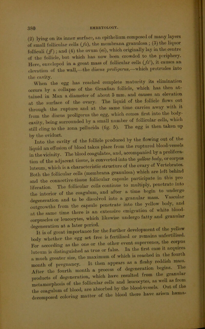 (2) lying on its inner surface, an epithelium composed of inany layers of small follicular cells (ß), the membrana granulosa; (3) the liquor folliculi ( ff ); and (4) the ovuin (ei), which originally lay in the centre of the follicle, but which has now been crowded to the periphery. Hei’e, enveloped in a great mass of follicular cells (ß'), it causes an elevation of the wall,—the discus proligerus,—which protrudes into the cavity. When the egg has reached complete maturity its elimination occurs by a collapse of the Graafian follicle, which has then at- tained in Man a diameter of about 5 mm. and causes an elevation at the surface of the ovary. The liquid of the follicle flows out through the rupture and at the same time carries away with it from the discus proligerus the egg, which comes first into the body- cavitv, being surrounded by a small number of follicular cells, which still cling to the zona pellucida (fig. 5). The egg is then taken up by the oviduct. Into the cavity of the follicle produced by the flowmg out of the liquid an effusion of blood takes place from the ruptured blood-vessels in the vicinity. The blood coagulates, and, accompanied by a prolifera- tion of the adjacent tissue, is converted into the yellow body, or corpus luteum, which is a characteristic structure of the ovary of Yertebrates. Both the follicular cells (membrana granulosa) which are left behmd and the connective-tissue follicular capsule participate xu tlns pro liferation The follicular cells continue to multiply, penetr-ate rnto the interior of the coagulum, and after a time begin to undergo degeneration and to be dissolved into a granulär mass. Vascular outgrowths from the capsule penetrate into the yellow bo y, an at the same time there is an extensive emigration of white blood- corpuscles or leucocytes, which likewise undergo fatty and granulär degeneration at a later period. , ,, It is of great importance for the further development of the yellow body whether the egg set free is fertilised or remains unfertxlxsed. Bor according as the one or the other event supervenes, the coxpus luteum is distinguished as true or false. In the first case xt ac^uxre, a much greater size, the maximum of which is reached in tlxe month of pregnancy. It then appears as a fleshy reddislx nm After the fourth month a process of degeneration begms. products of degeneration, which have resulted from the gramxlar metamorphosis of the follicular edle and leucoeytee. as wel) the coagulum of blood, are absorhed by the blood-vessels. Out of decomposed colo, lug matter of the blood there have armen hrnma-