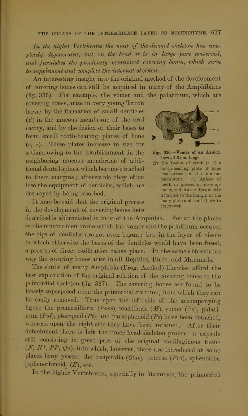 In the higher Verlebrates the most of the dermal skeleton has com- pletely degenerated, but on the head it is in large pari preserved, and furnishes the previouslg mentioned covering bones, which serve to Supplement and complete the internal skeleton. An interesting insight into the original method of the development of covering bones can still be acquired in many of the Amphibians (fig. 336). For example, the vomer and the palatinum, which are covering bones, arise in very young Triton larvse by the formation of small denticles (z') iu the mucous membrane of the oral cavity, and by the fusion of their bases to form small tooth-bearing plates of bone (z, z). These plates increase in size for a time, owing to the establishment in the neighboring mucous membrane of addi- tional dental spines, which become attached to their margins; afterwards they often lose the equipment of denticles, which are destroyed by being resorbed. It may be said that the original process in the development of covering bones here described is abbreviated in most of the Amphibia. For at the places in the mucous membrane which the vomer and the palatinum occupy, the tips of denticles are not even begun ; but in the layer of tissue in which otherwise the bases of the denticles woulcl have been fused, a process of direct ossification takes place. In the same abbreviated way the covering bones arise in all Reptiles, Birds, and Mammals. The skulls of many Amphibia (Frog, Axolotl) likewise afFord the best explanation of the original relation of the covering bones to the primordial skeleton (fig. 337). The covering bones are found to be loosely superposed upon the primordial cranium, from which they can be easily removed. Thus upon the left side of the accompanying figure the premaxillaria (Pmx), maxillaria (M), vomer (Vo), palati- num (Pal), pterygoid (Pt), and parasphenoid (Ps) have been detached, whereas upon the right side they have been retained. After their detachment there is left the inner head-skeleton proper—a capsule still consisting in great part of the original cartilaginous tissue (A, N\ PP, Qu), into which, liowever, there are introduced at some l’laces bony pieces: the oceipitalia (Olat), petrosa (Pro)?, sphenoidea [sphenethmoid] (E), etc. In the higher Vertebrates, especially in Mammals, the primordial Fig. 336.—Vomer of an Axolotl larva 1'3 cm. long. By the fusion of teeth (z, z) a tooth-bearing plate of bone has arisen in the mucous membrane. s, Apices of teeth in process of develop- ment, which are subsequently attached to the margin of the bony plate and contribute to its growth.