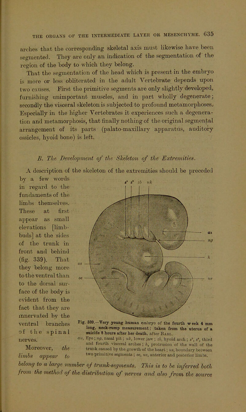 arches that the corresponding skeletal axis must likewise kave been segmented. They are only an indication of the Segmentation of the region of the hody to wkick they belong. That the Segmentation of the head which is present in the embryo is more or less obliterated in the adult Vertebrate depends upon two causes. First the primitive segments are only slightly developed, furnishing unimportant muscles, and in part wholly degenerate; secondly the visceral skeletonis subjected to profound metamorphoses.: Especially in the higher Vertebrates it experiences such a degenera- tion and metamorpkosis, that finally nothing of the original segmental arrangement of its parts (palato-maxillary apparatüs, auditory ossicles, hyoid hone) is left. B. The Development of the Skeleton of the Extremities. A description of the skeleton of the extremities shonld be preceded by a few words in regard to the fundaments of the limbs themselves. These at first appear as small elevations [limb- buds] at the sides of the trunk in front and behind (fig. 339). That they belong more to the ventral than to the dorsal sur- face of the body is evident from the fact that they are innervated by the ventral branches of the spinal uerves. Moreover, the limbs appear to belong to a large number of trunk-segments. This is to be inferred both from the method of the distribution of nerves and also from the source s‘ s5 zb uk Fig. 339—Very young human embryo of the fourth week 4 mm long, neck-rump measurement; taken from the uterus of a suicide 8 hours after her death, after Rabl. du, Eye i ng, nasal pit; uk, lower jaw ; zb, hyoid arch ; sJ, s*, third and fourth visceral arches; h, protrusion of the wall of the trunk caused by the growth of the heart; us, boundary between two primitive segments ; oc, ue, anterior and posterior limbs.