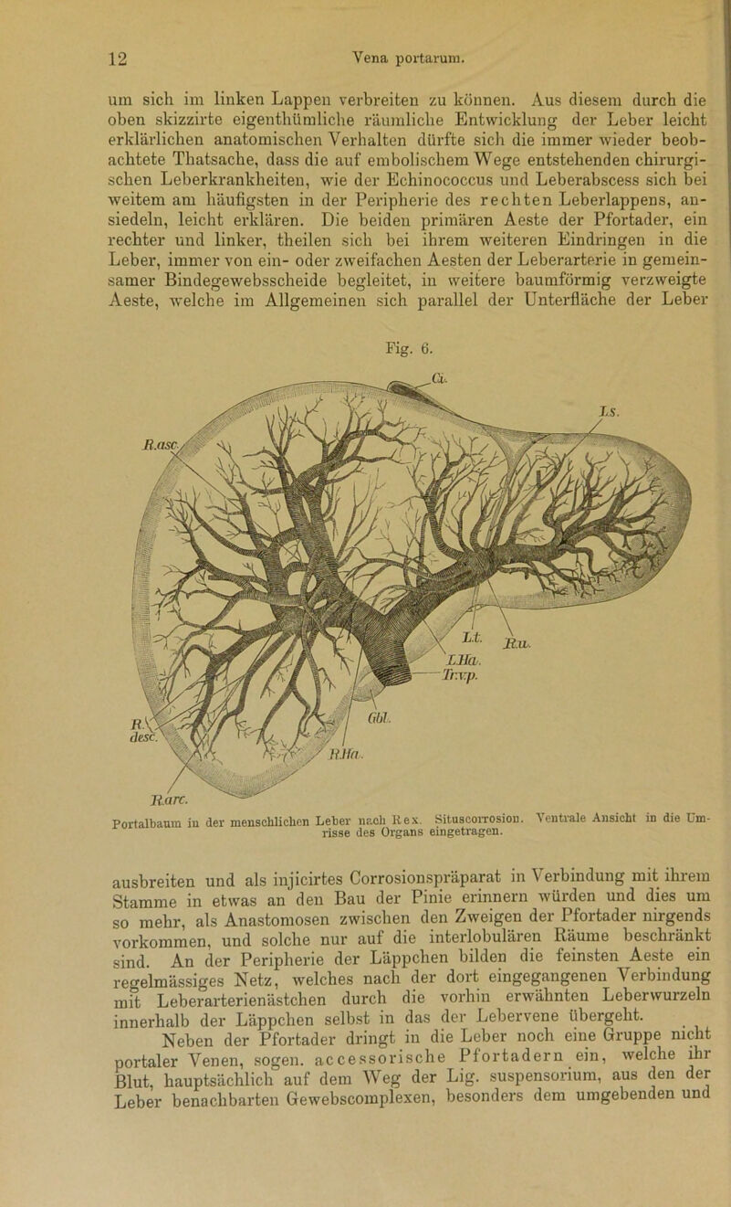 um sich im linken Lappen verbreiten zu können. Aus diesem durch die oben skizzirte eigenthüm liehe räumliche Entwicklung der Leber leicht erklärlichen anatomischen Verhalten dürfte sich die immer wieder beob- achtete Thatsache, dass die auf embolischem Wege entstehenden chirurgi- schen Leberkrankheiten, wie der Echinococcus und Leberabscess sich bei weitem am häufigsten in der Peripherie des rechten Leberlappens, an- siedeln, leicht erklären. Die beiden primären Aeste der Pfortader, ein rechter und linker, theilen sich bei ihrem weiteren Eindringen in die Leber, immer von ein- oder zweifachen Aesten der Leberarterie in gemein- samer Bindegewebsscheide begleitet, in weitere baumförmig verzweigte Aeste, welche im Allgemeinen sich parallel der Unterfläche der Leber Fig. 6. Portalbaum in der menschlichen Leber nach Rex. Situscorrosion. Ventrale Ansicht in die Um- risse des Organs eingetragen. ausbreiten und als injicirtes Corrosionspräparat in Verbindung mit ihrem Stamme in etwas an den Bau der Pinie erinnern würden und dies um so mehr, als Anastomosen zwischen den Zweigen der Pfortader nirgends Vorkommen, und solche nur auf die interlobulären Räume beschränkt sind. An der Peripherie der Läppchen bilden die feinsten Aeste ein regelmässiges Netz, welches nach der dort eingegangenen Verbindung mit Leberarterienästchen durch die vorhin erwähnten Leberwurzeln innerhalb der Läppchen selbst in das der Lebervene übergeht. Neben der Pfortader dringt in die Leber noch eine Gruppe nicht portaler Venen, sogen, accessorische Pfortadern ein, welche ihr Blut, hauptsächlich auf dem Weg der Lig. Suspensorium, aus den der Leber benachbarten Gewebscomplexen, besonders dem umgebenden und