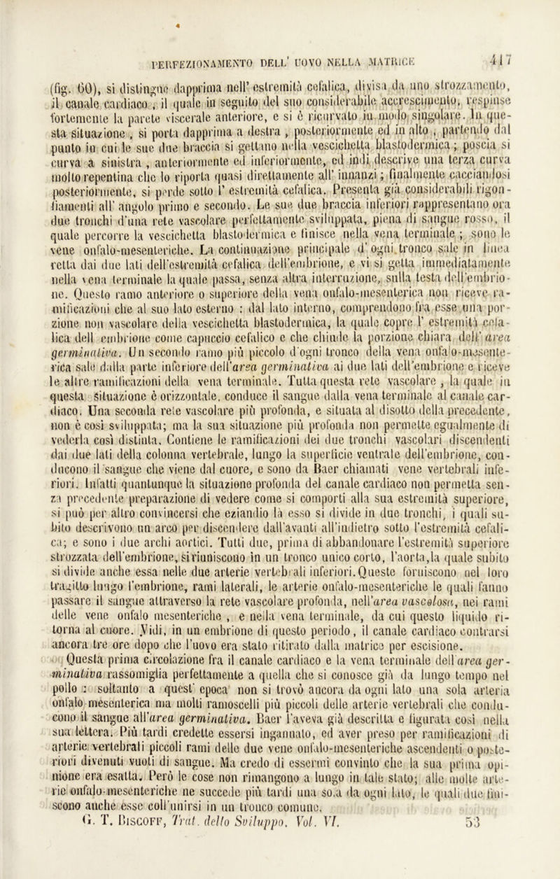 (fig. 00), si dislingüo dapprinia null’ estremitä celalica, ilivisu da uno strozzn:n»*nto, il canale cardiaco , il quäle in seguito del suo considerabile accrcscimento, respinse fortemente la parete viscerale anteriore, e si 6 ricurvato in modo singulare, lu que- sta situazione , si porta dapprinva a destra , nobleriormente eil in alto , partendo dal punto in cui le suc due braccia si geltano ne la vescichetta blastodcrinica; poscia si eurva a sinislra , anteriormente ed inleriormenlc, cd indi descrive una terza curva molto repentina che lo riporla quasi direttainenle all’ iunanzi; nnalmente cacciandosi posteriorniente, si perde sotto 1’ estremitä. cefalica. Presenta gm considerabdi rigon- liamenti all’ angolo primo e secondo. Le suo due braccia inferiori rappresentano ora due tronchi d’una rete vascolare peiTcttamcnte sviluppata, piena di sangue rosse, il quäle pereorre la vescichetta blastodcrinica e fmisce nella vena terminale ; sono le vene onfalo-mesentericlie. La continuazione principale d ogni tronco sale in liuea retla dai due lati deH’cstcemitä cefalica delVembrione, e vi si getta inimediatamente nella \ena terminale la quäle passa, senza altra iuterruzione, sulla testa dellembrio* ne. Questo ramo anteriore o superiore dclla vena ontalo-mescnterica non riceve ra- miiicazioni che al suo lato esterno : dal lato interno, coinprendopo fra esse una por zione non vascolare dclla vescichetta blastodermica, la quäle copre 1’ estremitä cela lica dell emhrioue come capuccio cefalico e che cliiude la porzionc cliiara delT avea germinativa. Un secondo ramo piü piccolo d’ogni tronco dclla vena ontao-mesente- riea sale dalla parte inferiore dell’ar?a germinativa ai eine lati dell’embrione e riceve le alt re ramifieazioni della vena terminale. Tuttaqnesta rete vascolare , la qu;de in questa situazione e orizzontale, conduce il sangue dalla vena terminale al canale car- diaco. Una seconda reie vascolare piu profonda, e situata al disotto della precedcnte, non e cosi sviluppata; ma la sua situazione piu profonda non permelte egualmente di vederla cosi distinta. Contiene le ramifieazioni dei due tronchi vascolari discendenli dai due lati della colonna vertebrale, lungo la superticie ventrale dell’embrione, con- ducono il sangue che viene dal cuore, e sono da Baer chiamati vene vertebrali infe- riori. lnlatti quantunque la situazione profonda del canale cardiaco non permetla sen- za precedenle preparazione di vedere come si coinporti alla sua estremitä superiore, si puo per altro convincersi che eziandio lä esso si divide in due tronchi, i quali su- bito descrivono un arco per discendere dall’avanti all’indietro sotto restremitä cefali- ca; e sono i due archi aortici. Tutti due, prima di abbandonare restremitä superiore strozzata deR’embrione, siriuniscono in un tronco unicocorto, l’aorta,1a quäle subito si divide anche essa nelle due arterie vertebrali inferiori.Queste foruiscono riel loro tragitto lungo l’embrione, rami laterali, le arterie onfalo-mesentericlie le quali lanoo passare il sangue altraverso la rete vascolare profonda, nell’arda vascdlosa, nei rami delle vene onfalo mesentericlie , e nella vena terminale, da cui questo liquido n- lorna al cuore. .Vidi, in un embriooe di questo periodo, il canale cardiaco contrarsi ancora tre ore dopo che l’uovo era stalo ritirato dalla inatrico per escisione. Questa prima circolazione fra il canale cardiaco e la vena terminale dell area ger- minativa rassomigiia perfettamenle a quella che si conosce giä da lungo tempo nel pollo : soltanlo a quest' epoca non si trovo ancora da ogni lato una sola arleria onlalo mesenlerica ma molti ramoscelli piu piccoli delle arterie vertebrali che coudu- couo il sangue all’area germinativa. Baer l’aveva giä descritla e tigurata cosi nella sua lettera. Piü tardi credelte essersi inganuato, cd aver preso per ramilicazioni di arterie vertebrali piccoli rami delle due vene onfalo-mesentericlie ascendenti o poste- riori divenuti vuoli di sangue. Ma credo di essermi convinto che la sua prima opi- nione era esalta. Perö le cose non rimangono a lungo in tale stato; alle motte arte- i'iß onfalo-mesentericlie ne succede piü tardi una so.a da ogni lato, le quali due tiui- scono anche esse eoll'unirsi in un tronco comune. U. T. Bisgoff, Trat, dello Soiluppo. Vol. VI. 53