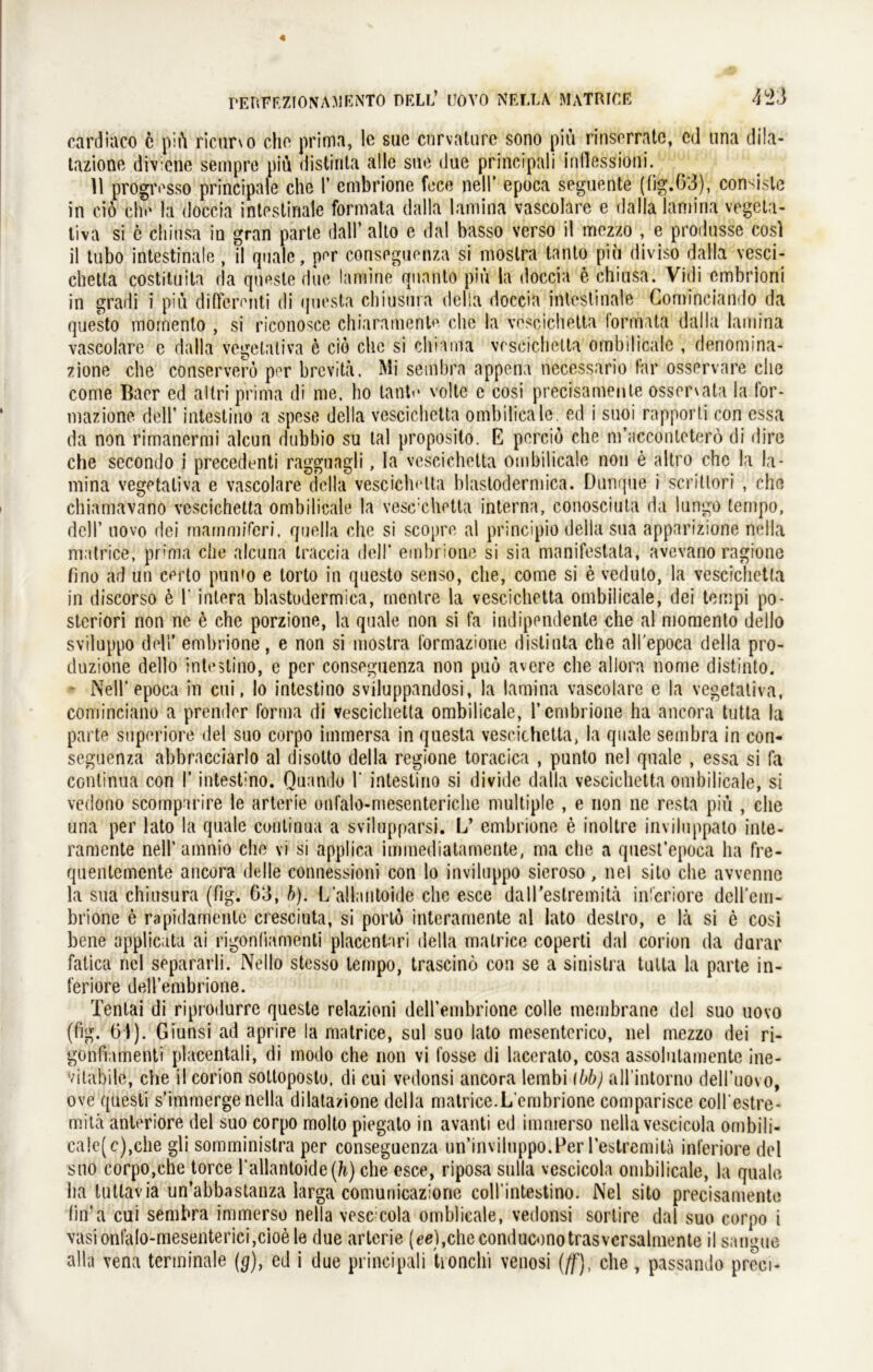 cardiaco e piü ricinxo che prima, lc suc cnrvature sono piü rinserrate, cd una dila- tazione di vre ne sempre piü distirila alle sne due principali inllessioni. 11 progivsso principale che 1’ cmbrione fece nell* epoca seguente (fig.63), con^isle in ciö che la doccia intestinale formata dalla lamina vascolare e dalla lamina vegeta- tiva si e ehinsa in gran parte dalT alto e dal basso verso il mczzo , e produsse cosl il tubo intestinale , il quäle, per conseguenza si moslra tanto piu diviso dalla vesci- chetla costituita da qnesle due lamine qunnto piu la doccia e chiusa. Vidi embrioni in gradi i piu differenti di questa chiusura delia doccia intestinale Cominciando da questo mornenlo , si riconosce chiaramente che la vescichetta formata dalla lamina vascolare e dalla vegetativa e ciö che si chiama vescichetta ombilicale , denomina- zione che conserverö per brevita. Mi sembra appena necessario far osservare che conae Baer ed altri prima di me, ho laut«' volte e cosi precisamente ossonata la for- mazione dell’ intestino a spese delia vescichetta ombilicale. cd i suoi rapporti con essa da non rimanermi aleun dubbio su tal proposito. E perciö che m’acconleterö di dire che secondo i precedenti ragguagli, la vescichetta ombilicale non e altro che la la- mina vegetativa e vascolare delia vescichetta blastodermica. Dunque i scritlori , che chiamavano vescichetta ombilicale la vesexhetta interna, conosciuta da lungo ternpo, dell’ novo dei mammiferi, quella che si scopre al principio delia sua apparizione nella matrice, prima che alcuna traccia dell’ embrione si sia manifestala, avevano ragione fino ad un certo pun'o e lorto in questo senso, che, come si e veduto, la vescichetta in diseorso e 1' inlera blastodermica, rnenlre la vescichetta ombilicale, dei tempi po- steriori non ne e che porzione, la quäle non si fa indipendente che al mornenlo dello sviluppo dell’ embrione, e non si mostra lörmazione distinta che all'epoca delia pro- duzione dello intestino, e per conseguenza non puö avere che allora nome distinto. - Nell’ epoca in cui, lo intestino sviluppandosi, la lamina vascolare e la vegetativa, cominciano a prender forma di vescichetta ombilicale, T embrione ha ancora tutta la parte snperiore dei suo corpo immersa in questa vescichetta, la quäle sembra in con- seguenza abbracciarlo al disotto delia regione toracica , punto nel quäle , essa si fa continua con I' intestmo. Quando 1' intestino si divide dalla vescichetta ombilicale, si vedono scompurire le arterie onfalo-mesenteriche multiple , e non ne resta piü , che una per lato la quäle continua a svilupparsi. L’ embrione e inoltre inviluppato inle- ramente nell’ amnio che vi si applica immediatarnente, ma che a quest’epoca ha fre- qnentemente ancora delle connessioni con lo inviluppo sieroso, nel sito che avvenne la sua chiusura (fig. G3, b). L’allantoide che esce dalTeslremitä inferiore dellem- brione e rapidamente cresciuta, si portö interamente al lato destro, e la si e cosi bene applicata ai rigontiamenti placentari delia matrice coperti dal corion da durar fatica nel separarli. Nello stesso ternpo, trascinö con se a sinistra tutta la parte in- feriore dell’embrione. Tentai di riprodurre queste relazioni deH’embrione colle membrane dei suo novo (fig. Gl). Giunsi ad aprire la matrice, sul suo lato mesentcrico, nel niezzo dei ri- gonfiamenti placentali, di modo che non vi fosse di lacerato, cosa assolutamente ine- vitabilc, che il corion soltoposto, di cui vedonsi ancora lembi \bb) all’intorno dell’uovo, ove quesli s’immerge nella dilata/ione delia matrice.L'cmbrione comparisce coll'estre- mitä anteriore dei suo corpo molto piegato in avanti ed immerso nella vescicola ombili- ca!e(c),che gli somministra per conseguenza un’inviluppo.Fer l’estremita inferiore dei sno corpo,che torce l’allantoide(/i) che esce, riposa sulla vescicola ombilicale, la quäle ha tutlavia un’abbnstanza larga comuriicazione coll’intestino. Nel sito precisamente fin’a cui sembra immerso nella vese cola omblicale, vedonsi sorlire dal suo corpo i vasionfalo-mesentericijCioele due arterie (ee),checonduconotrasvcrsalmente il sangue alla vena terminale (g), ed i due principali tionclii venosi (ff), che, passando preci-