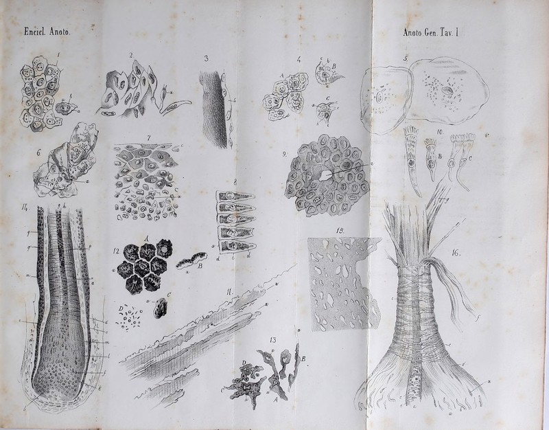 ö 7ii Enricl. Anoto. Anoto Gen. Tav. I