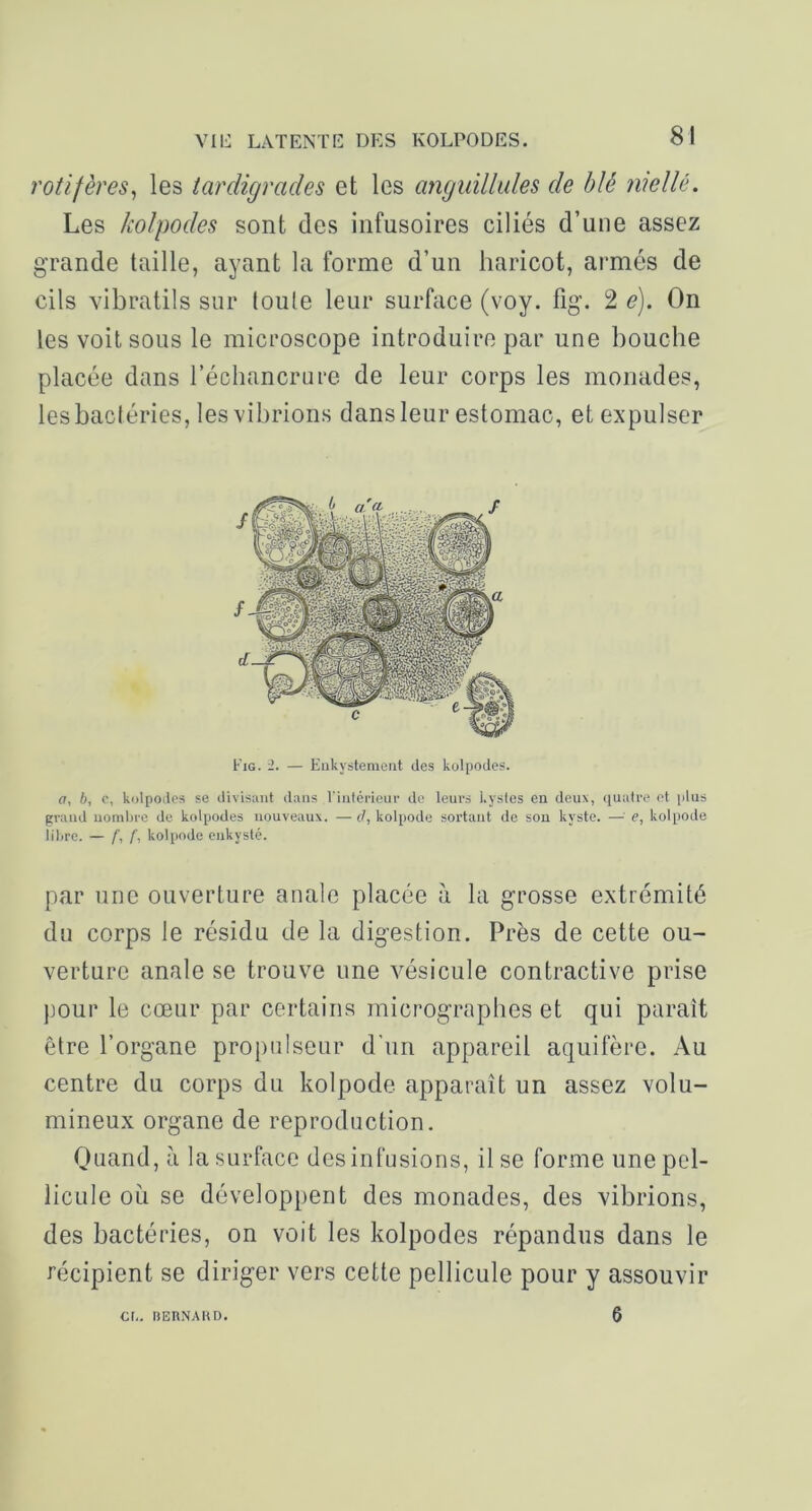 vil:: LATENTK DES KOLPODES. rotifères^ les tardigrades et les anguillides de blé niellé. Les Jiolpodes sont des infusoires ciliés d’une assez grande taille, ayant la forme d’un haricot, armés de cils vibratils sur (ouïe leur surface (voy. fig. 2 e). On les voit sous le microscope introduire par une bouche placée dans l’échancrure de leur corps les monades, les bacléries, les vibrions dans leur estomac, et expulser Fig. i. — Eiikystement des kolpodes. a, b, c, kolpodes se divisant dans rinlérieur de leurs kystes en deux, (piatre et plus gi-aud uomhre de kolpodes nouveaux. — d, kolpode sortant de sou kyste. ■— e, kolpode libre. — /', f, kolpode enkysté. par une ouverture anale placée à la grosse extrémité du corps le résidu de la digestion. Près de cette ou- verture anale se trouve une vésicule contractive prise pour le cœur par certains micrographes et qui paraît être l’organe propulseur d’un appareil aquifère. Au centre du corps du kolpode apparaît un assez volu- mineux organe de reproduction. Quand, à la surface des infusions, il se forme une pel- licule où se développent des monades, des vibrions, des bactéries, on voit les kolpodes répandus dans le récipient se diriger vers cette pellicule pour y assouvir 6 CI,. nEUNAUD.