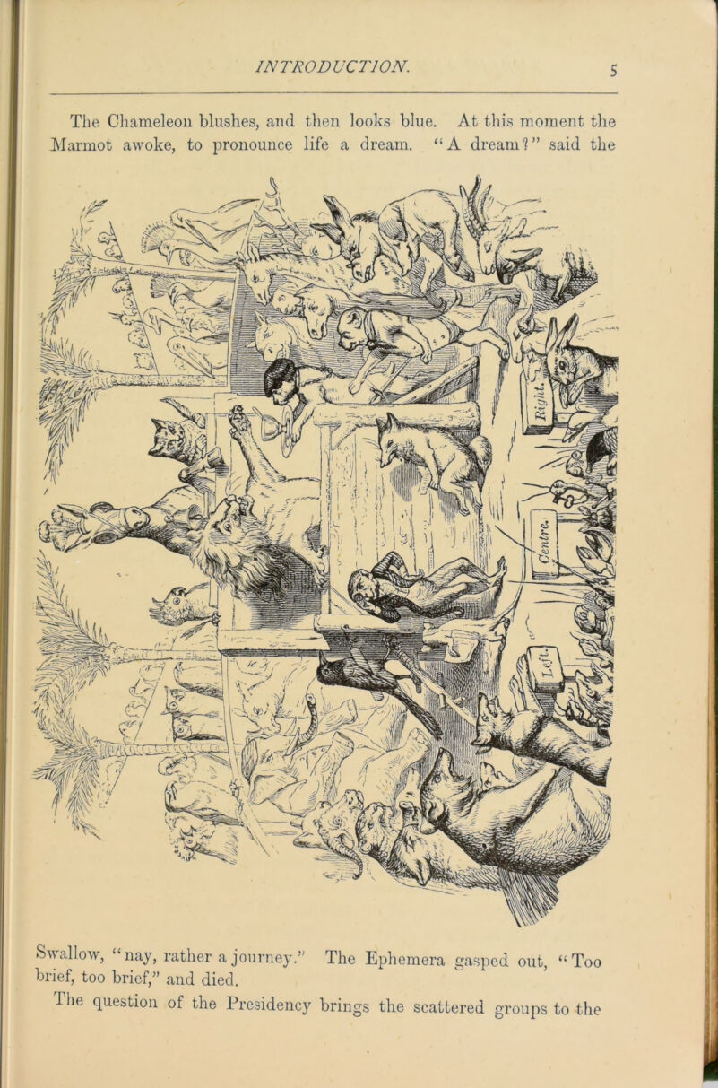The Chameleon blushes, and then looks blue. At this moment the Marmot awoke, to pronounce life a dream. “A dream?” said the Swallow, “nay, rather a journey.” The Ephemera gasped out, “Too brief, too brief/’ and died. The question of the Presidency brings the scattered groups to the