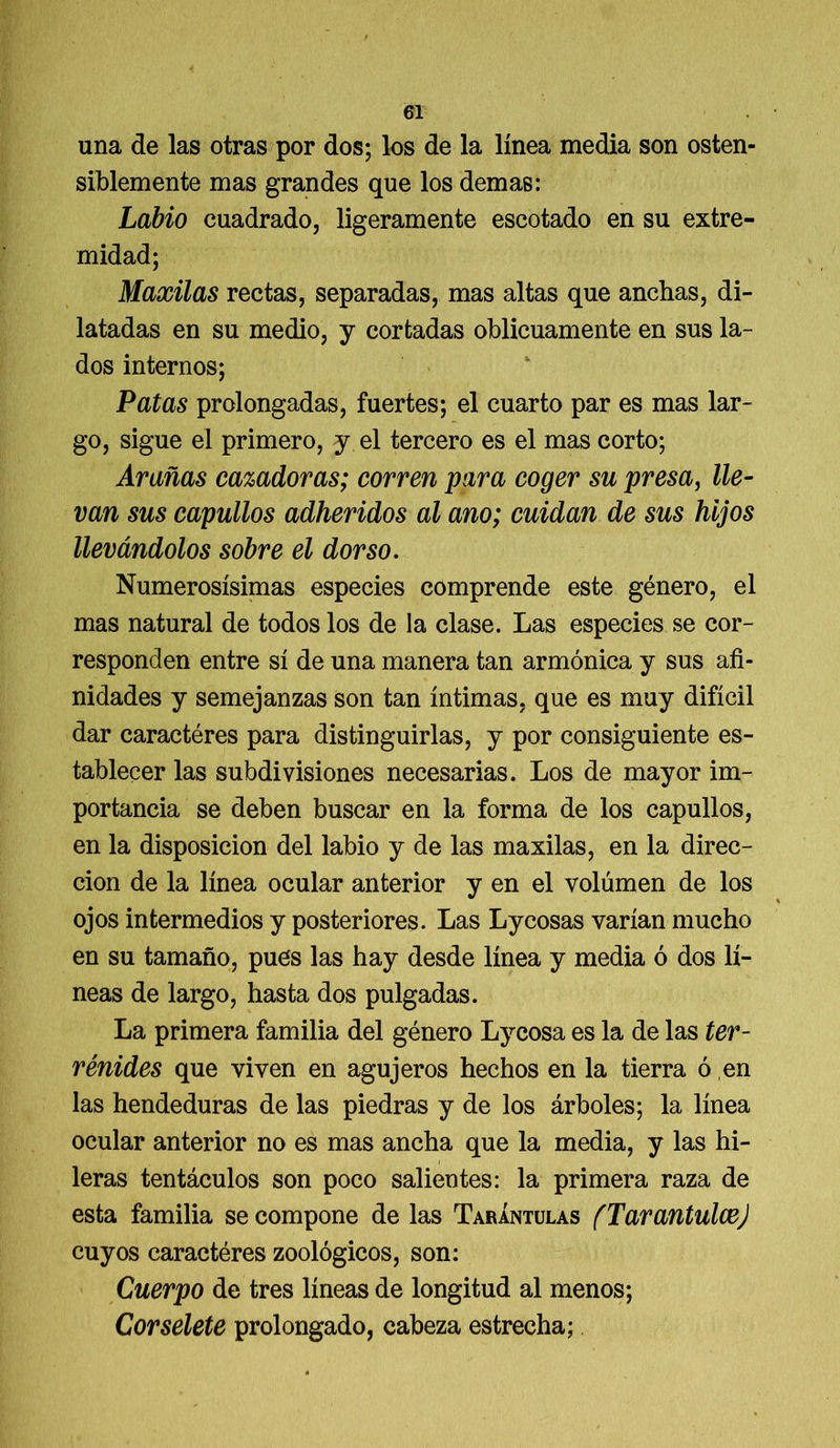 una de las otras por dos; los de la línea media son osten- siblemente mas grandes que los demas: Labio cuadrado, ligeramente escotado en su extre- midad; Maxilas rectas, separadas, mas altas que anchas, di- latadas en su medio, y cortadas oblicuamente en sus la- dos internos; Patas prolongadas, fuertes; el cuarto par es mas lar- go, sigue el primero, y el tercero es el mas corto; Arañas cazadoras; corren para coger su presa, lie- van sus capullos adheridos al ano; cuidan de sus hijos llevándolos sobre el dorso. Numerosísimas especies comprende este género, el mas natural de todos los de la clase. Las especies se cor- responden entre sí de una manera tan armónica y sus afi- nidades y semejanzas son tan íntimas, que es muy difícil dar caractéres para distinguirlas, y por consiguiente es- tablecer las subdivisiones necesarias. Los de mayor im- portancia se deben buscar en la forma de los capullos, en la disposición del labio y de las maxilas, en la direc- ción de la línea ocular anterior y en el volumen de los ojos intermedios y posteriores. Las Lycosas varían mucho en su tamaño, pues las hay desde línea y media ó dos lí- neas de largo, hasta dos pulgadas. La primera familia del género Lycosa es la de las ter- rénides que viven en agujeros hechos en la tierra ó ,en las hendeduras de las piedras y de los árboles; la línea ocular anterior no es mas ancha que la media, y las hi- leras tentáculos son poco salientes: la primera raza de esta familia se compone de las Tarántulas (Tarantulce) cuyos caractéres zoológicos, son: Cuerpo de tres líneas de longitud al menos; Corselete prolongado, cabeza estrecha;