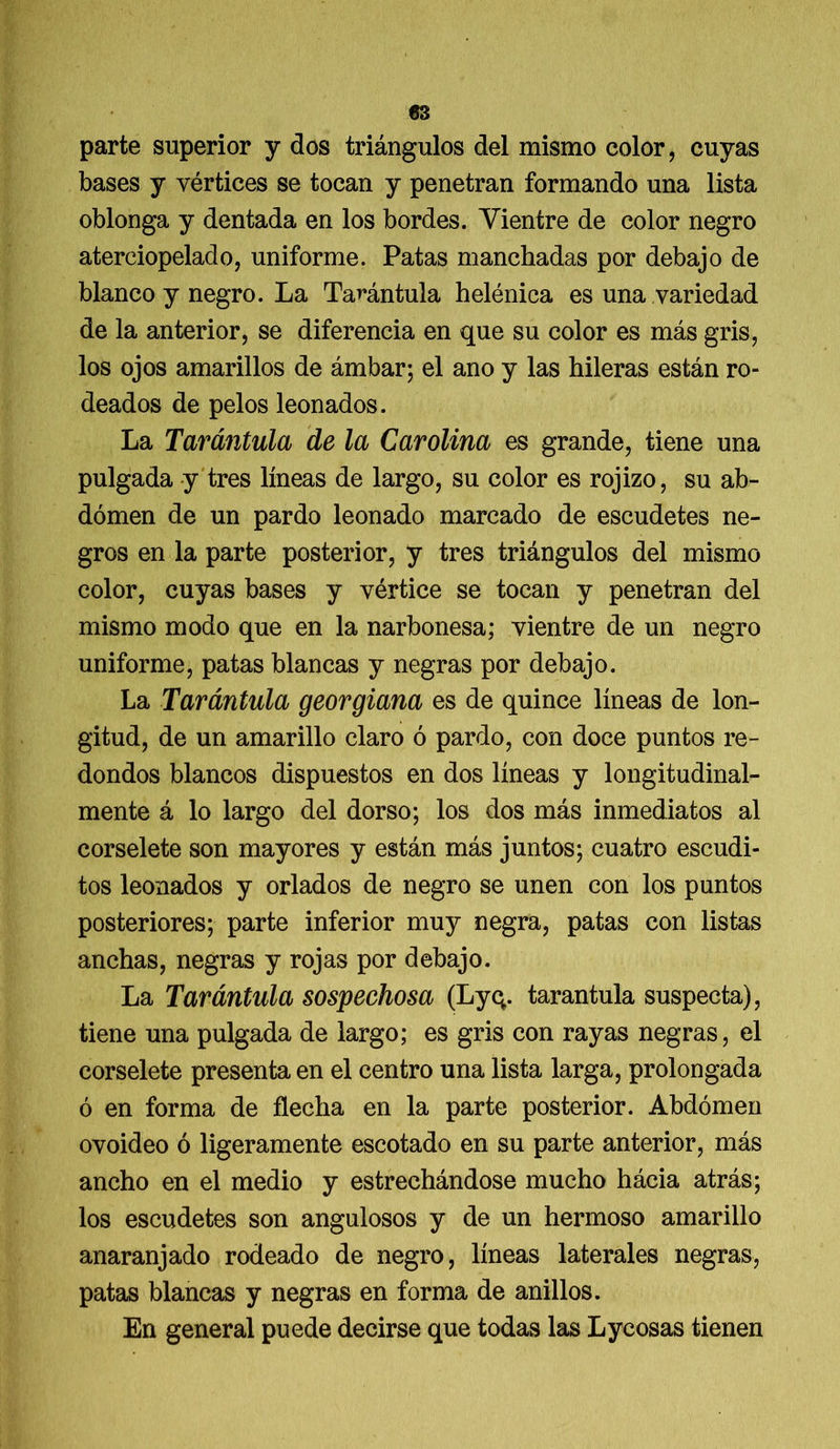 parte superior y dos triángulos del mismo color, cuyas bases y vértices se tocan y penetran formando una lista oblonga y dentada en los bordes. Vientre de color negro aterciopelado, uniforme. Patas manchadas por debajo de blanco y negro. La Tarántula helénica es una variedad de la anterior, se diferencia en que su color es más gris, los ojos amarillos de ámbar; el ano y las hileras están ro- deados de pelos leonados. La Tarántula de la Carolina es grande, tiene una pulgada y tres líneas de largo, su color es rojizo, su ab- domen de un pardo leonado marcado de escudetes ne- gros en la parte posterior, y tres triángulos del mismo color, cuyas bases y vértice se tocan y penetran del mismo modo que en la narbonesa; vientre de un negro uniforme, patas blancas y negras por debajo. La Tarántula georgiana es de quince líneas de lon- gitud, de un amarillo claro ó pardo, con doce puntos re- dondos blancos dispuestos en dos líneas y longitudinal- mente á lo largo del dorso; los dos más inmediatos al corselete son mayores y están más juntos; cuatro escudi- tos leonados y orlados de negro se unen con los puntos posteriores; parte inferior muy negra, patas con listas anchas, negras y rojas por debajo. La Tarántula sospechosa (Lyq. tarántula suspecta), tiene una pulgada de largo; es gris con rayas negras, el corselete presenta en el centro una lista larga, prolongada ó en forma de flecha en la parte posterior. Abdomen ovoideo ó ligeramente escotado en su parte anterior, más ancho en el medio y estrechándose mucho hácia atrás; los escudetes son angulosos y de un hermoso amarillo anaranjado rodeado de negro, líneas laterales negras, patas blancas y negras en forma de anillos. En general puede decirse que todas las Lycosas tienen