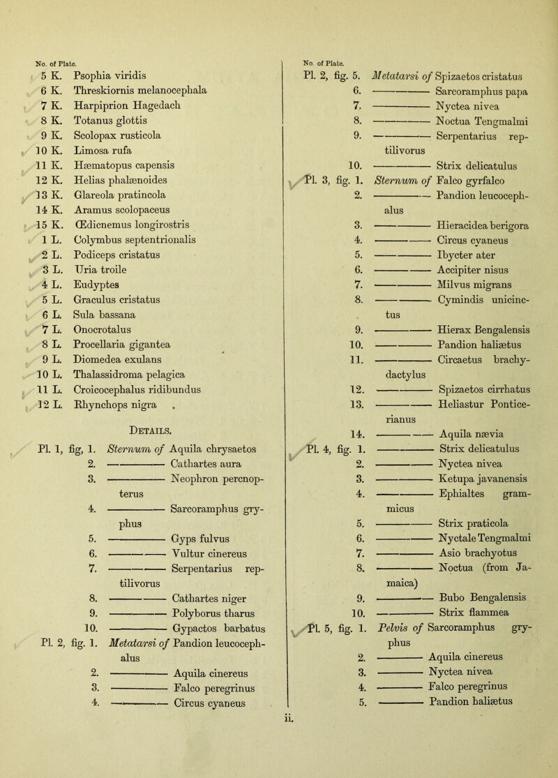 V 5 K. Psophia viridis 6 K. Threskiornis melanocephala 7 K. Harpiprion Hagedach 8 K. Totanus glottis 9 K. Scolopax rusticola ] 0 K. Limosa rufa 12 K. Helias phalsenoides ] 3 K. Glareola pratincola 14 K. Aramus scolopaceus 15 K. CEdicnemus longirostris 1 L. Colymbus septentrionalis 2 L. Podiceps cristatus 3 L. XJria troile 4 L. Eudyptes 5 L. Graculus cristatus 6 L. Sula bassana 7 L. Onocrotalus 8 L. Procellaria gigantea 9 L. Diomedea exulans 10 L. Thalassidroma pelagica 11 L. Croicocephalus ridibundus 12 L. Khynchops nigra Details. PI. 1, % I- 2. 3. Sternum of Aquila cbrysaetos Cathartes aura Neophron percnop- terus 4. 5. 6. 7. 8. 9. 10. PI. 2, fig. 1. phus tilivorus Sarcoramphus gry- Gyps fulvus Yultur cinereus Serpentarius rep- Cathartes niger Polyborus tharus Gypactos barbatus Metatarsi of Pandion leucoceph- alus 2. Aquila cinereus 3. Falco peregrinus 4. *—— ■■■ — Circus cyaneus PI. 2, fig. 5. Metatarsi of Spizaetos cristatus 6. Sarcoramphus papa 7. Nyctea nivea 8. Noctua Tengmalmi 9. Serpentarius rep- tilivorus Pi. 3, fig. 1. Sternum of Falco gyrfalco 2. Pandion leucoceph- alus 3. Hieracidea berigora 4. Circus cyaneus 5. Ibycter ater 6. Accipiter nisus 7. Milvus migrans 8. Cymindis unicinc- tus 9. Hierax Bengalensis 10. Pandion halisetus 11. Circaetus brachy- dactylus 12. Spizaetos cirrhatus 13. Heliastur Pontice- 14. PL 4, fig. 1. 2. 3. 4. 5. 6. 7. 8. 9. 10. PI. 5, fig. 1. HP 2. 3. 4. 5. rianus Aquila nsevia Strix delicatulus Nyctea nivea Ketupa javanensis Ephialtes gram- micus Strix praticola Nyctale Tengmalmi Asio brachyotus ■ Noctua (from Ja- maica) — Bubo Bengalensis Strix flammea Pelvis of Sarcoramphus gry- phus Aquila cinereus Nyctea nivea Falco peregrinus Pandion halisetus li.