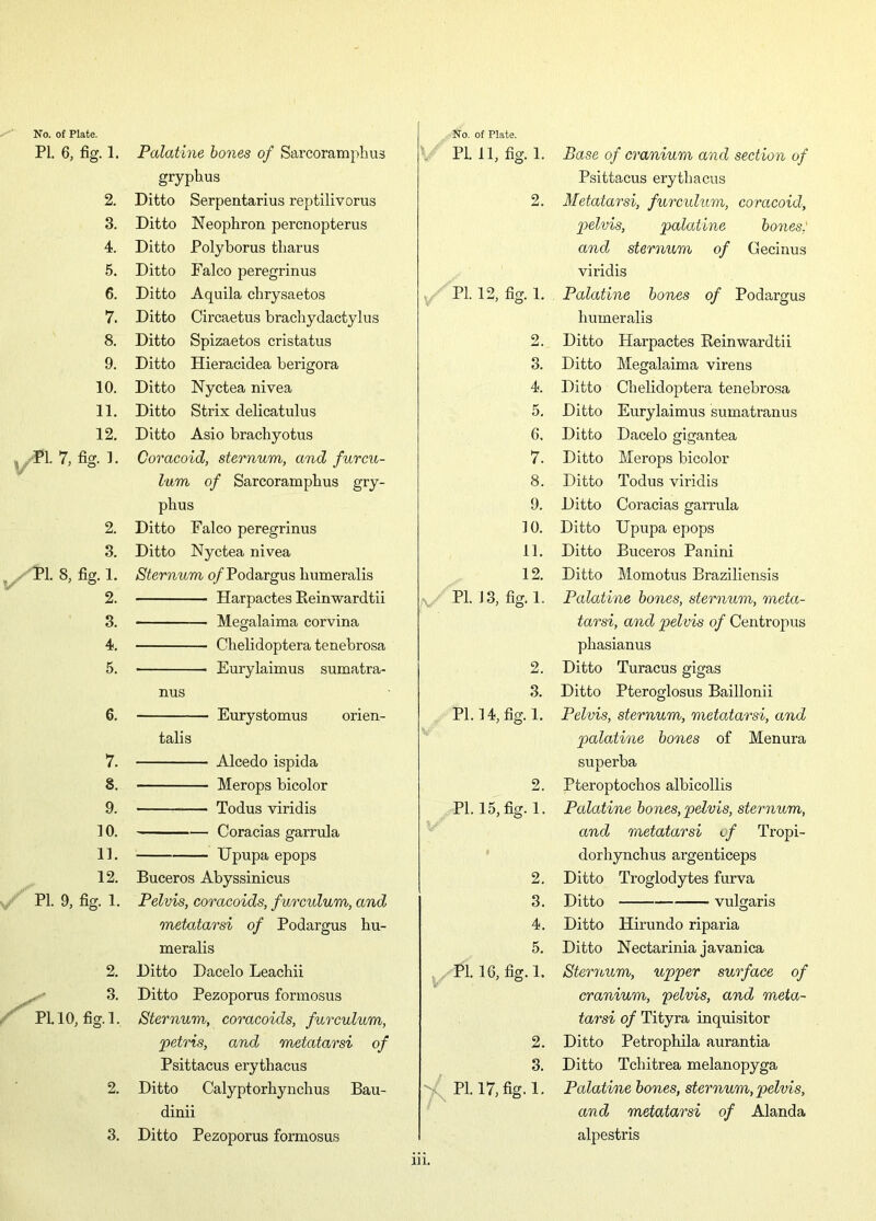 PI. 6, fig. 1. 2. 3. 4. 5. 6. 7. 8. 9. 10. 11. 12. y'Pl. 7, fig. 1. 2. 3. ,/Tl. 8, fig. 1. 2. 3. 4. 5. 6. 7. 8. 9. 10. 11. 12. PI. 9, fig. 1. PI. 2. 3. 10, fig.l. 2. 3. Palatine bones of Sarcoram pirns gryphus Ditto Serpentarius reptilivorus Ditto Neophron percnopterus Ditto Polyborus tliarus Ditto Falco peregrinus Ditto Aquila chrysaetos Ditto Circaetus brachydactylus Ditto Spizaetos cristatus Ditto Plieracidea berigora Ditto Nyctea nivea Ditto Strix delicatulus Ditto Asio brachyotus Coracoid, sternum, and furcu- lum of Sarcoramphus gry- phus Ditto Falco peregrinus Ditto Nyctea nivea Sternum o/Podargus humeralis Harpactes Reinwardtii Megalaima corvina Chelidoptera tenebrosa * Eurylaimus sumatra- nus Eurystomus orien- tals Alcedo ispida Merops bicolor Todus viridis Coracias garrula Upupa epops Buceros Abyssinicus Pelvis, coracoids, furculum, and metatarsi of Podargus hu- meralis Ditto Dacelo Leachii Ditto Pezoporus formosus Sternum, coracoids, furculum, petris, and metatarsi of Psittacus erythacus Ditto Calyptorhynchus Bau- dinii Ditto Pezoporus formosus PI. 11, fig. 1. 2 PL 12, fig. 1. 3. 4. 5. 6. 7. 8. 9. 10. 11. 12. PL 13, fig.l. 2. 3. PI. 14, fig. 1. PI. 15, fig. 1. 2. 3. 4. 5. Pl. 16, fig.l. 2. 3. X PL 17,fig.l. iii. Base of cranium and section of Psittacus erythacus Metatarsi, furculum, coracoid, pelvis, palatine bones: and sternum of Gecinus viridis Palatine bones of Podargus humeralis Ditto Harpactes Reinwardtii Ditto Megalaima virens Ditto Chelidoptera tenebrosa Ditto Eurylaimus sumatranus Ditto Dacelo gigantea Ditto Merops bicolor Ditto Todus viridis Ditto Coracias garrula Ditto Upupa epops Ditto Buceros Panini Ditto Momotus Braziliensis Palatine bones, sternum, meta- tarsi, and pelvis of Centropus phasianus Ditto Turacus gigas Ditto Pteroglosus Baillonii Pelvis, sternum, metatarsi, and palatine bones of Menura superba Pteroptochos albicollis Palatine bones, pelvis, sternum, and metatarsi l / Tropi- dorhynchus argenticeps Ditto Troglodytes furva Ditto vulgaris Ditto Hirundo riparia Ditto Nectarinia javanica Sternum, upper surface of cranium, pelvis, and meta- tarsi of Tityra inquisitor Ditto Petrophila aurantia Ditto Tchitrea melanopyga Palati/ne bones, sternum, pelvis, and metatarsi of Alanda alpestris