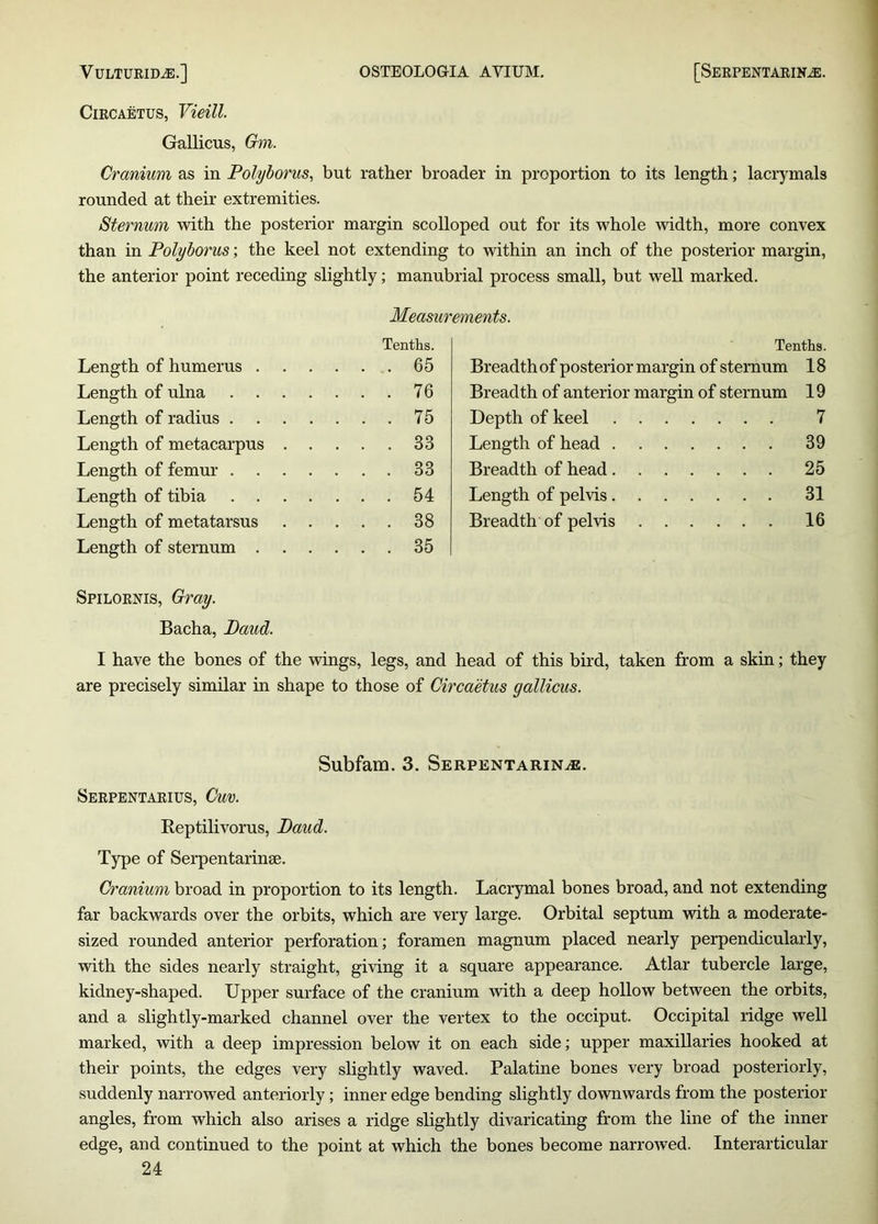 Circaetus, Vieill. Gallicus, Gm. Cranium as in Polyborus, but rather broader in proportion to its length; lacrymals rounded at their extremities. Sternum with the posterior margin scolloped out for its whole width, more convex than in Polyborus; the keel not extending to within an inch of the posterior margin, the anterior point receding slightly; manubrial process small, but well marked. Measurements. Length of humerus . Tenths. ... 65 Length of ulna .... ... 76 Length of radius .... ... 75 Length of metacarpus . . ... 33 Length of femur .... ... 33 Length of tibia .... ... 54 Length of metatarsus ... 38 Length of sternum . . . ... 35 Tenths. Breadth of posterior margin of sternum 18 Breadth of anterior margin of sternum 19 Depth of keel 7 Length of head 39 Breadth of head 25 Length of pelvis 31 Breadth of pelvis 16 Spilornis, Gray. Bacha, Daud. I have the bones of the wings, legs, and head of this bird, taken from a skin; they are precisely similar in shape to those of Circaetus gallicus. Subfam. 3. Serpentarina:. Serpentarius, Cur. Reptilivorus, Baud. Type of Serpentarinee. Cranium broad in proportion to its length. Lacrymal bones broad, and not extending far backwards over the orbits, which are very large. Orbital septum with a moderate- sized rounded anterior perforation; foramen magnum placed nearly perpendicularly, with the sides nearly straight, giving it a square appearance. Atlar tubercle large, kidney-shaped. Upper surface of the cranium with a deep hollow between the orbits, and a slightly-marked channel over the vertex to the occiput. Occipital ridge well marked, with a deep impression below it on each side; upper maxillaries hooked at their points, the edges very slightly waved. Palatine bones very broad posteriorly, suddenly narrowed anteriorly; inner edge bending slightly downwards from the posterior angles, from which also arises a ridge slightly divaricating from the line of the inner edge, and continued to the point at which the bones become narrowed. Interarticular