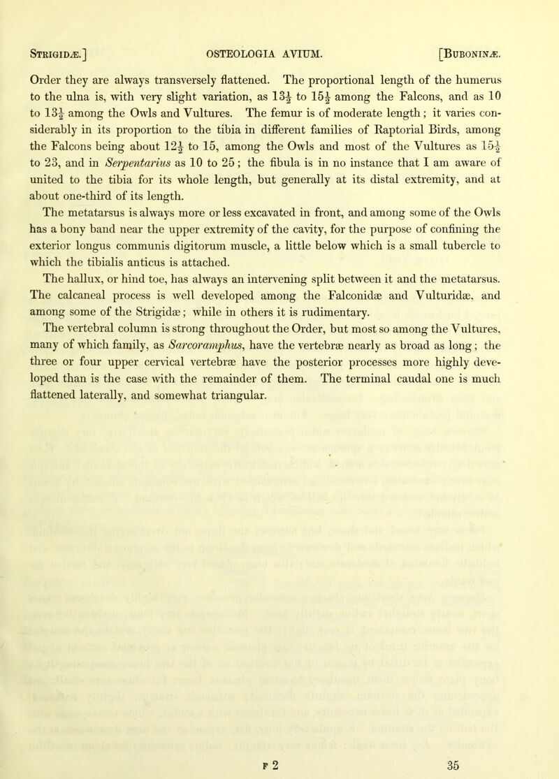 Order they are always transversely flattened. The proportional length of the humerus to the ulna is, with very slight variation, as 13^ to 15^ among the Falcons, and as 10 to 13^ among the Owls and Vultures. The femur is of moderate length ; it varies con- siderably in its proportion to the tibia in different families of Raptorial Birds, among the Falcons being about 12^ to 15, among the Owls and most of the Vultures as 15^ to 23, and in Serpentarius as 10 to 25; the fibula is in no instance that I am aware of united to the tibia for its whole length, but generally at its distal extremity, and at about one-third of its length. The metatarsus is always more or less excavated in front, and among some of the Owls has a bony band near the upper extremity of the cavity, for the purpose of confining the exterior longus communis digitorum muscle, a little below which is a small tubercle to which the tibialis anticus is attached. The hallux, or hind toe, has always an intervening split between it and the metatarsus. The calcaneal process is well developed among the Falconidae and Vulturidae, and among some of the Strigidae; while in others it is rudimentary. The vertebral column is strong throughout the Order, but most so among the Vultures, many of which family, as Sarcoramplius, have the vertebrae nearly as broad as long; the three or four upper cervical vertebrae have the posterior processes more highly deve- loped than is the case with the remainder of them. The terminal caudal one is much flattened laterally, and somewhat triangular.