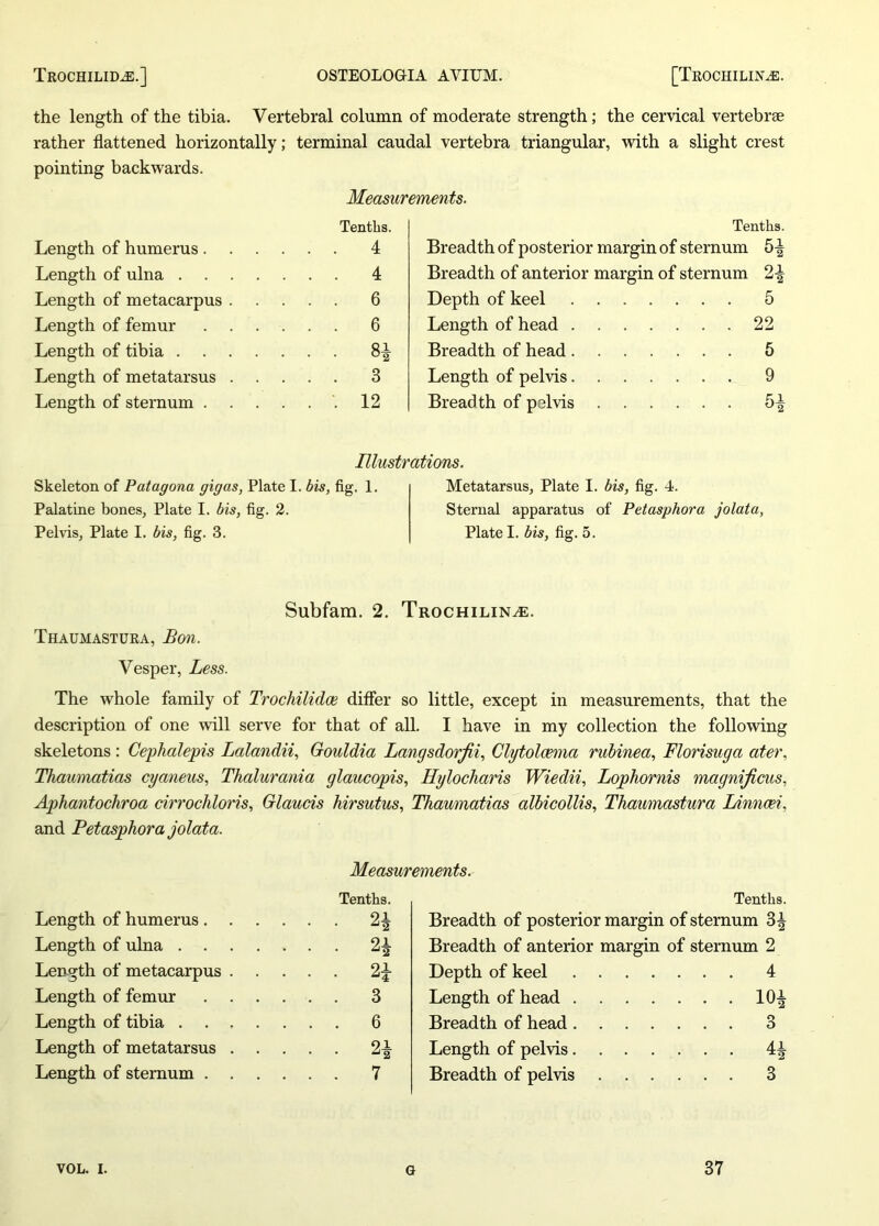 the length of the tibia. Vertebral column of moderate strength; the cervical vertebrae rather flattened horizontally; terminal caudal vertebra triangular, with a slight crest pointing backwards. Measurements. Tenths. Length of humerus 4 Length of ulna 4 Length of metacarpus 6 Length of femur 6 Length of tibia 8-| Length of metatarsus 3 Length of sternum .12 Tenths. Breadth of posterior margin of sternum 5-| Breadth of anterior margin of sternum 2\ Depth of keel 5 Length of head 22 Breadth of head 5 Length of pelvis 9 Breadth of pelvis 5^ Illustrations. Skeleton of Patagona gig as, Plate I. bis, fig. 1. Palatine bones, Plate I. bis, fig. 2. Pelvis, Plate I. bis, fig. 3. Metatarsus, Plate I. bis, fig. 4. Sternal apparatus of Petasphora jolata, Plate I. bis, fig. 5. Subfam. 2. Trochilina:. Thaumastura, Bon. Vesper, Less. The whole family of Trochilidce differ so little, except in measurements, that the description of one will serve for that of all. I have in my collection the following skeletons : Cephalepis Lalandii, Gouldia Langsdorfii, Clytolcema rubinea, Florisuga ater, Thaumatias cyaneus, Thalurania glaucopis, Hylocharis Wiedii, Lophornis magnificus, Aphantochroa cirrochloris, Glaucis hirsutus, Thaumatias albicollis, Thaumastura Linncei, and Petasphora jolata. Measurements. Length of humerus . . Tenths. Length of ulna .... • • • H Length of metacarpus . • • • 2* Length of femur . . ... 3 Length of tibia .... ... 6 Length of metatarsus . 91 . . . ^2 Length of sternum . . ... 7 Tenths. Breadth of posterior margin of sternum 3^ Breadth of anterior margin of sternum 2 Depth of keel 4 Length of head 10^ Breadth of head 3 Length of pelvis 4^ Breadth of pelvis 3