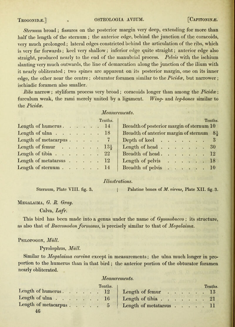 Trogonidjs.] OSTEOLOGIA AVIUM. [Capitonin^e. Sternum broad; fissures on the posterior margin very deep, extending for more than half the length of the sternum ; the anterior edge, behind the junction of the coracoids, very much prolonged; lateral edges constricted behind the articulation of the ribs, which is very far forwards; keel very shallow; inferior edge quite straight; anterior edge also straight, produced nearly to the end of the manubrial process. Pelvis with the ischium slanting very much outwards, the line of demarcation along the junction of the ilium with it nearly obliterated ; two spines are apparent on its posterior margin, one on its inner edge, the other near the centre; obturator foramen similar to the Picidce, but narrower ; ischiadic foramen also smaller. Ribs narrow; styliform process very broad; coracoids longer than among the Picidce; furculum weak, the rami merely united by a ligament. Wing- and leg-bones similar to the Picidce. Measurements. Length of humerus Tenths. . 14 Tenths. Breadth of posterior margin of sternum 10 Length of ulna . 18 Breadth of anterior margin of sternum 8^ Length of metacarpus .... . 7 Depth of keel 3 Length of femur . 13* Length of head . . 30 Length of tibia . 22 Breadth of head. 12 Length of metatarsus .... . 12 Length of pelvis 18 Length of sternum . 14 Breadth of pelvis 10 Sternum, Plate VIII. fig. 3. Illustrations. Palatine bones of M. virens, Plate XII. fig. 3. Megalaima, G. R. Gray. Calva, Lafr. This bird has been made into a genus under the name of Gymnobucco ; its structure, as also that of Bucconodon formosus, is precisely similar to that of Megalaima. Psilopogon, Mull. Pyrolophus, Mull. Similar to Megalaima corvina except in measurements; the ulna much longer in pro- portion to the humerus than in that bird ; the anterior portion of the obturator foramen nearly obliterated. Measurements. Tenths. Length of humerus ...... 12 Length of ulna 16 46 Tenths. Length of femur 13 Length of tibia 21