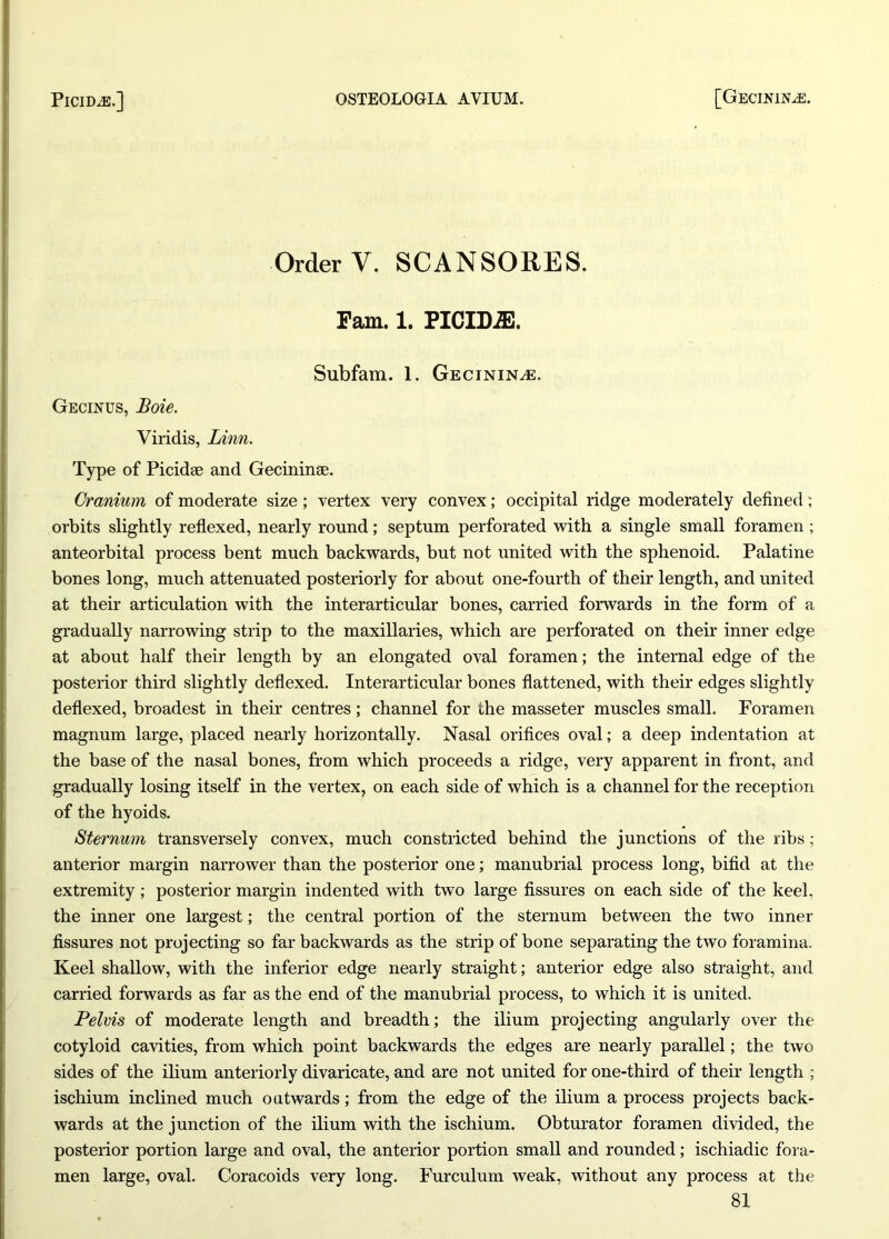 Order V. SCANSORES. ram. 1. PICIM). Subfam. 1. Gecinijsle. Gecinus, Boie. Viridis, Linn. Type of Picidse and Gecininge. Cranium of moderate size; vertex very convex; occipital ridge moderately defined; orbits slightly reflexed, nearly round; septum perforated with a single small foramen ; anteorbital process bent much backwards, but not united with the sphenoid. Palatine bones long, much attenuated posteriorly for about one-fourth of their length, and united at their articulation with the interarticular bones, carried forwards in the form of a gradually narrowing strip to the maxillaries, which are perforated on their inner edge at about half their length by an elongated oval foramen; the internal edge of the posterior third slightly deflexed. Interarticular bones flattened, with their edges slightly deflexed, broadest in their centres; channel for the masseter muscles small. Foramen magnum large, placed nearly horizontally. Nasal orifices oval; a deep indentation at the base of the nasal bones, from which proceeds a ridge, very apparent in front, and gradually losing itself in the vertex, on each side of which is a channel for the reception of the hyoids. Sternum transversely convex, much constricted behind the junctions of the ribs; anterior margin narrower than the posterior one; manubrial process long, bifid at the extremity ; posterior margin indented with two large fissures on each side of the keel, the inner one largest; the central portion of the sternum between the two inner fissures not projecting so far backwards as the strip of bone separating the two foramina. Keel shallow, with the inferior edge nearly straight; anterior edge also straight, and carried forwards as far as the end of the manubrial process, to which it is united. Pelvis of moderate length and breadth; the ilium projecting angularly over the cotyloid cavities, from which point backwards the edges are nearly parallel; the two sides of the ilium anteriorly divaricate, and are not united for one-third of their length ; ischium inclined much outwards; from the edge of the ilium a process projects back- wards at the junction of the ilium with the ischium. Obturator foramen divided, the posterior portion large and oval, the anterior portion small and rounded; ischiadic fora- men large, oval. Coracoids very long. Furculum weak, without any process at the