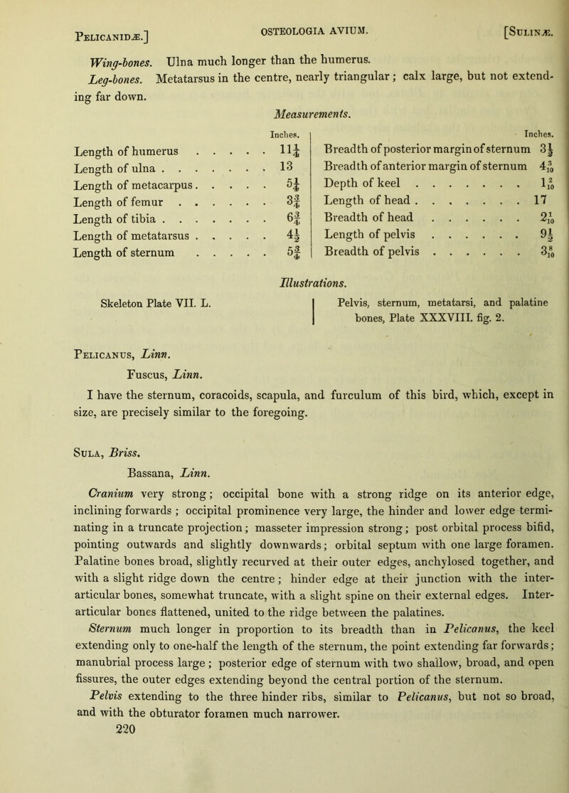 Wing-bones. Ulna much longer than the humerus. Leg-bones. Metatarsus in the centre, nearly triangular; calx large, but not extend- ing far down. Measurements. Inches. Length of humerus Length of ulna L3 Length of metacarpus 5 J Length of femur 3f Length of tibia 6f Length of metatarsus 4| Length of sternum 5f Inches. Breadth of posterior margin of sternum 3| Breadth of anterior margin of sternum 480 Depth of keel 1^ Length of head 17 Breadth of head 2/0 Length of pelvis 9| Breadth of pelvis 380 Illustrations. Pelvis, sternum, metatarsi, and palatine bones, Plate XXXVIII. fig. 2. Pelicanus, Linn. Fuscus, Linn. I have the sternum, coracoids, scapula, and furculum of this bird, which, except in size, are precisely similar to the foregoing. Skeleton Plate VII. L. Sula, Briss. Bassana, Linn. Cranium very strong; occipital bone with a strong ridge on its anterior edge, inclining forwards ; occipital prominence very large, the hinder and lower edge termi- nating in a truncate projection; masseter impression strong; post orbital process bifid, pointing outwards and slightly downwards; orbital septum with one large foramen. Palatine bones broad, slightly recurved at their outer edges, anchylosed together, and with a slight ridge down the centre; hinder edge at their junction with the inter- articular bones, somewhat truncate, with a slight spine on their external edges. Inter- articular bones flattened, united to the ridge between the palatines. Sternum much longer in proportion to its breadth than in Pelicanus, the keel extending only to one-half the length of the sternum, the point extending far forwards; manubrial process large; posterior edge of sternum with two shallow, broad, and open fissures, the outer edges extending beyond the central portion of the sternum. Pelvis extending to the three hinder ribs, similar to Pelicanus, but not so broad, and with the obturator foramen much narrower.