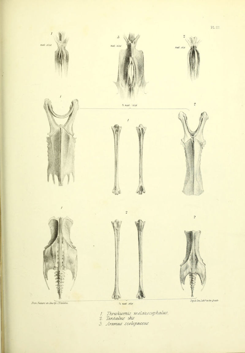 nut size V ^ Jhrrt XtUarc m- Zrnr brJErxlcb&v lUU. '? not. ?ixe Zz nat size 1. Threskwrrus melaiio oephcobus, 2. TcmAsdus ibis 3. A ramus soolojiao&us