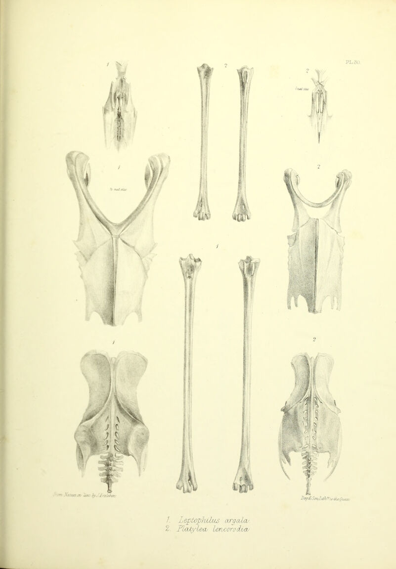 PL SO. 2 Day&Smduh^lji the Quern 1. L eptoplvilzi6 argalas. 2. Plaubfl&cu l&ruooro divay