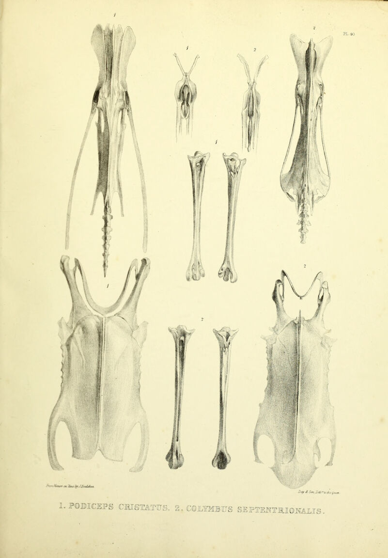 PL.40 1. POBICEPS CMISTATIUS