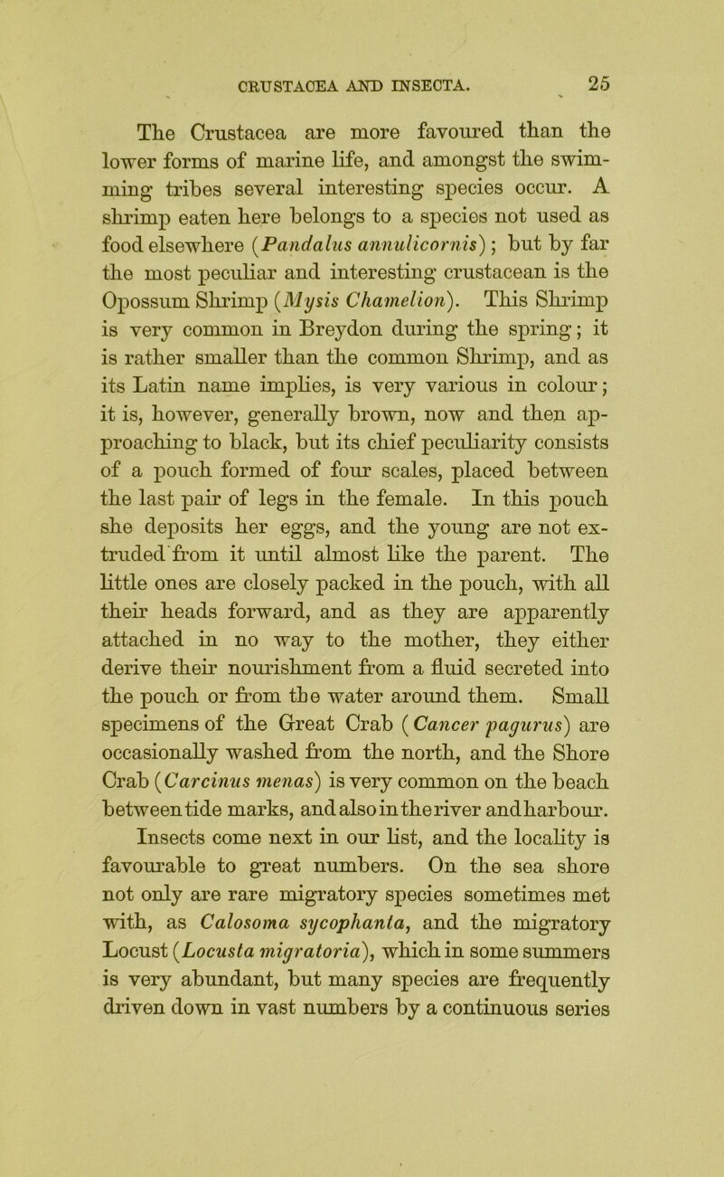 Tlie Crustacea are more favoured than the lower forms of marine life, and amongst the swim- ming tribes several interesting species occur. A shrimp eaten here belongs to a species not used as food elsewhere {Pandalus annulicornis); but by far the most peculiar and interesting crustacean is the Opossum Shi’imp {Mysis Chamelion). This Shrimp is very common in Breydon during the spring; it is rather smaller than the common Shrimp, and as its Latin name implies, is very various in colour; it is, however, generally brown, now and then ap- proaching to black, but its chief peculiarity consists of a pouch formed of four scales, placed between the last pair of legs in the female. In this pouch she deposits her eggs, and the young are not ex- truded from it until almost like the parent. The little ones are closely packed in the pouch, with all their heads forward, and as they are apparently attached in no way to the mother, they either derive their nourishment from a fluid secreted into the pouch or from tie water around them. Small specimens of the Great Crab (Cancer 'pagurus) are occasionally washed from the north, and the Shore Crab {Carcimis menas) is very common on the beach between tide marks, and also in the river andharbour. Insects come next in our hst, and the locahty is favoiuable to great numbers. On the sea shore not only are rare migratory species sometimes met with, as Calosoma sycophania, and the migratory Locust {Locusta migratoria), which in some summers is very abundant, but many species are frequently driven down in vast numbers by a continuous series