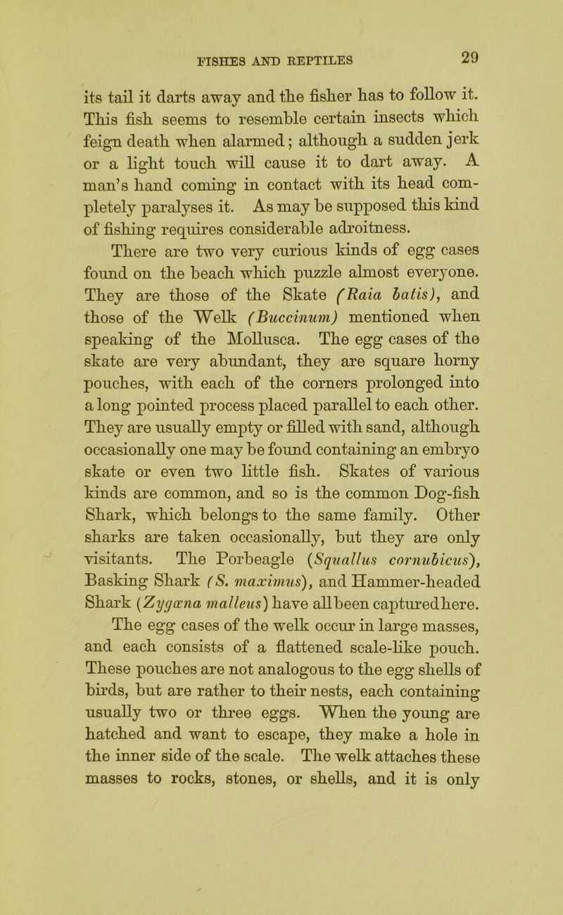 FISHES AND REPTILES its tail it darts away and the fisher has to follow it. This fish seems to resemble certain insects which feign death when alarmed; although a sudden jerk or a light touch will cause it to dart away. A man’s hand coming in contact with its head com- pletely paralyses it. As may he supposed this kind of fishing requires considerable adroitness. There are two very curious kinds of egg cases found on the beach which puzzle almost everyone. They are those of the Skate (Raia batis), and those of the Welk (Ruccinum) mentioned when speaking of the MoUusca. The egg cases of the skate are very abundant, they are square horny pouches, with each of the corners prolonged into a long pointed process placed parallel to each other. They are usually empty or filled with sand, although occasionally one may be found containing an embryo skate or even two little fish. Skates of various kinds are common, and so is the common Dog-fish Shark, which belongs to the same family. Other sharks are taken occasionally, but they are only visitants. The Porbeagle {SqiiaUus cornubicus), Basking Shark (S. maximus), and Hammer-headed Shark [Zygxna malleus) have allbeen capturedhere. The egg cases of the welk occur in large masses, and each consists of a fiattened scale-like pouch. These pouches are not analogous to the egg shells of birds, but are rather to their nests, each containing usually two or three eggs. When the young are hatched and want to escape, they make a hole in the inner side of the scale. The welk attaches these masses to rocks, stones, or shells, and it is only