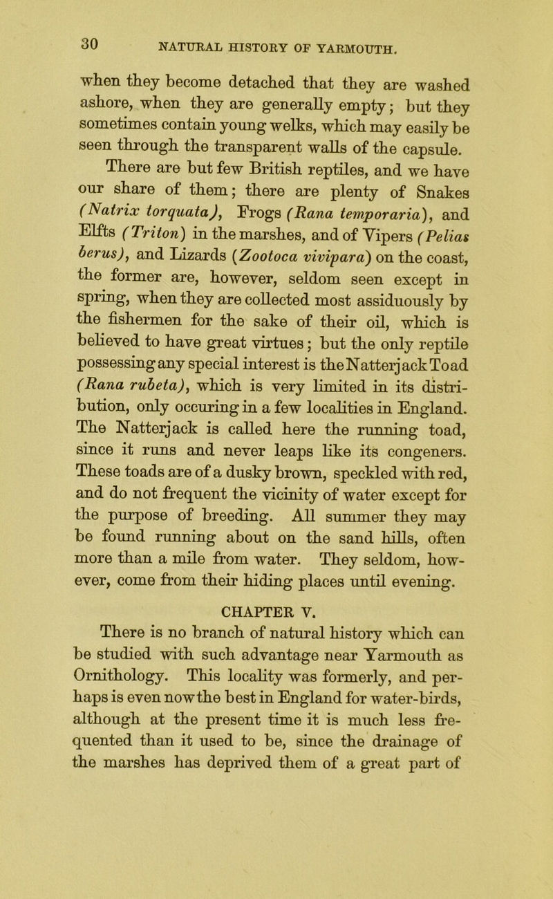 when they become detached that they are washed ashore, when they are generally empty; but they sometimes contain young welks, which may easily be seen through the transparent walls of the capsule. There are but few British reptiles, and we have our share of them; there are plenty of Snakes (Natrix iorquatajj l^TOg8(Rana iemporaria), and Elfts (Trito7i) in the marshes, andof Yipers (Pelias berusjj and Lizards {Zootoca vivipara) on the coast, the former are, however, seldom seen except in spring, when they are collected most assiduously by the fishermen for the sake of their oil, which is believed to have great virtues; but the only reptile possessing any special interest is the Natterjack To ad (Rana rub eta), which is very limited in its distri- bution, only occuring in a few localities in England. The Natterjack is called here the running toad, since it runs and never leaps like its congeners. These toads are of a dusky brown, speckled with red, and do not frequent the vicinity of water except for the purpose of breeding. All summer they may be found running about on the sand hills, often more than a mile from water. They seldom, how- ever, come from their hiding places until evening. CHAPTER V. There is no branch of natural history which can be studied with such advantage near Yarmouth as Ornithology. This locality was formerly, and per- haps is even now the best in England for water-birds, although at the present time it is much less fre- quented than it used to be, since the drainage of the marshes has deprived them of a great part of
