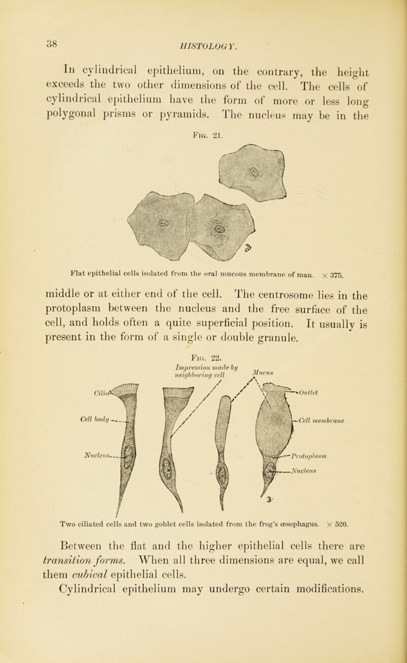 ln cylindrieal epitlieliuin, on tlie coiitrary, tlie heiglit exceeds the two other dimensions of tlie cell. The cells of cylindrieal epitlielinm have tlie form of more or less long prisins or pyrainids. The nncleu^^ may be in the Fig. 2J. Flat epithelial cells isolated froni tlie oral niucous nienibrane of man. x 375. middle or at either end of the cell. The centrosome lies in the protoplasni betvveen the niiclens and the free surface of the cell, and holds often a quite superficial position. It usually is present in the form of a single or double graniile. Fig. 22. Impression made hy neighhoriiKj cell Muchs Outlet Cell memhrane Protoplasm Nucleus Two ciliated cells and two goblet cells isolated from the frog’s oesophagus. X 520. Betweeii the flat and the higher epithelial cells there are transition forms. When all three dimensions are eqnal, we call them cubical epithelial cells. Cylindrieal epitlielinm may undergo certain modifleations.