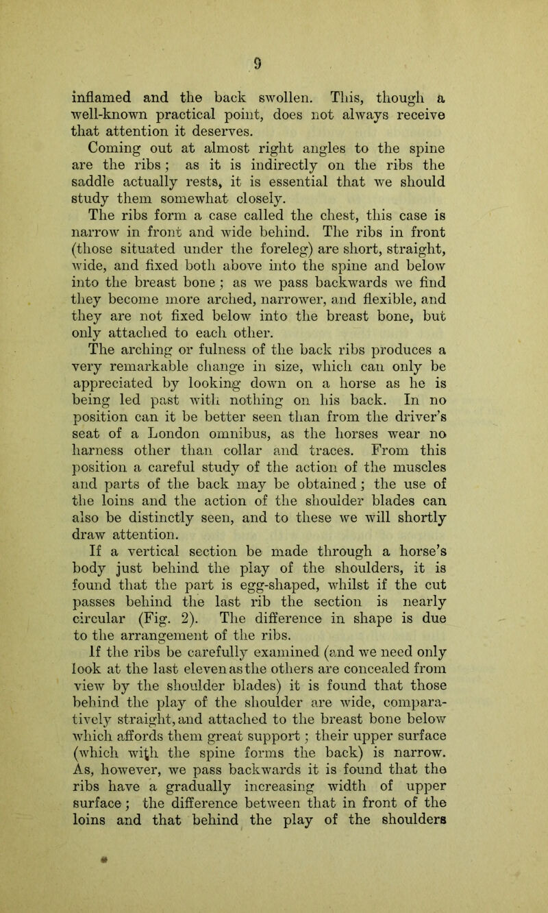inflamed and the back swollen. This, though a well-known practical point, does not always receive that attention it deserves. Coming out at almost right angles to the spine are the ribs; as it is indirectly on the ribs the saddle actually rests, it is essential that we should study them somewhat closely. The ribs form a case called the chest, this case is narrow in front and wide behind. The ribs in front (those situated under the foreleg) are short, straight, wide, and fixed both above into the spine and below into the breast bone; as we pass backwards we find they become more arched, narrower, and flexible, and they are not fixed below into the breast bone, but only attached to each other. The arching or fulness of the back ribs produces a very remarkable change in size, which can only be appreciated by looking down on a horse as he is being led past with nothing on his back. In no position can it be better seen than from the driver’s seat of a London omnibus, as the horses wear no harness other than collar and traces. From this position a careful study of the action of the muscles and parts of the back may be obtained; the use of the loins and the action of the shoulder blades can also be distinctly seen, and to these we will shortly draw attention. If a vertical section be made through a horse’s body just behind the play of the shoulders, it is found that the part is egg-shaped, whilst if the cut passes behind the last rib the section is nearly circular (Fig. 2). The difference in shape is due to the arrangement of the ribs. If the ribs be carefully examined (and we need only look at the last eleven as the others are concealed from view by the shoulder blades) it is found that those behind the play of the shoulder are wide, compara- tively straight, and attached to the breast bone below which affords them great support; their upper surface (which wi^h the spine forms the back) is narrow. As, however, we pass backwards it is found that the ribs have a gradually increasing width of upper surface ; the difference between that in front of the loins and that behind the play of the shoulders *