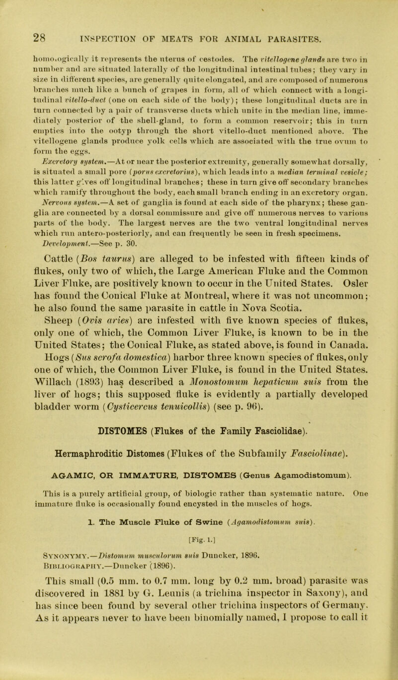 liomo.ogieally it represents the uterus of eestodes. The vitellogeneglands are two in number and are situated laterally of the longitudinal intestinal tubes; they vary in size in different species, are generally quite elongated, and are composed of numerous branches much like a bunch of grapes in form, all of which connect with a longi- tudinal vitello-duct (one on each side of the body); these longitudinal ducts are in turn connected by a pair of transverse ducts which unite in the median line, imme- diately posterior of the shell-gland, to form a common reservoir; this in turn empties into the ootyp through the short vitello-duct mentioned above. The vitellogene glands produce yolk cells which are associated with the true ovum to form the eggs. Excretory system.—At or near the posterior extremity, generally somewhat dorsally, is situated a small pore (porus excretorius), which leads into a median terminal vesicle; this latter gives oft' longitudinal branches; these in turn give off secondary branches which ramify throughout the body, each small branch ending in an excretory organ. Nervous system.—A set of ganglia is found at each side of the pharynx; these gan- glia are connected by a dorsal commissure and give off numerous nerves to various parts of the body. The largest nerves are the two ventral longitudinal nerves which run antero-posteriorly, and can frequently be seen in fresh specimens. Development.—See p. 30. Cattle (Bos taunts) are alleged to be infested with fifteen kinds of flukes, only two of which, the Large American Fluke and the Common Liver Fluke, are positively known to occur in the United States. Osier has found the Conical Fluke at Montreal, where it was not uncommon; he also found the same parasite in cattle in Nova Scotia. Sheep (Ovis ctries) are infested with five known species of flukes, only one of which, the Common Liver Fluke, is known to be in the United States; the Conical Fluke, as stated above, is found in Canada. Hogs (Bus scrofa domestica) harbor three known species of flukes, only one of which, the Common Liver Fluke, is found in the United States. Willach (1893) has described a Monostomum hepaticum suis from the liver of hogs; this supposed fluke is evidently a partially developed bladder worm (Gysticercus tenuicollis) (see p. 96). DISTOMES (Flukes of the Family Fasciolidae). Hermaphroditic Distomes (Flukes of the Subfamily Fasciolinae). AGAMIC, OR IMMATURE, DISTOMES (Genus Agamodistomum). This is a purely artificial group, of biologic rather than systematic nature. One immature fluke is occasionally found encysted in the muscles of hogs. 1. The Muscle Fluke of Swine (Agamodistomum suis). [Fig. 1.] * Synonymy.—Distomum musculorum suis Duncker, 1896. Bibliography.—Duncker (1896). This small (0.5 mm. to 0.7 mm. long by 0.2 mm. broad) parasite was discovered in 1881 by G. Leuuis (a trichina inspector in Saxony), and has since been found by several other trichina inspectors of Germany. As it appears never to have been biuomially named, 1 propose to call it