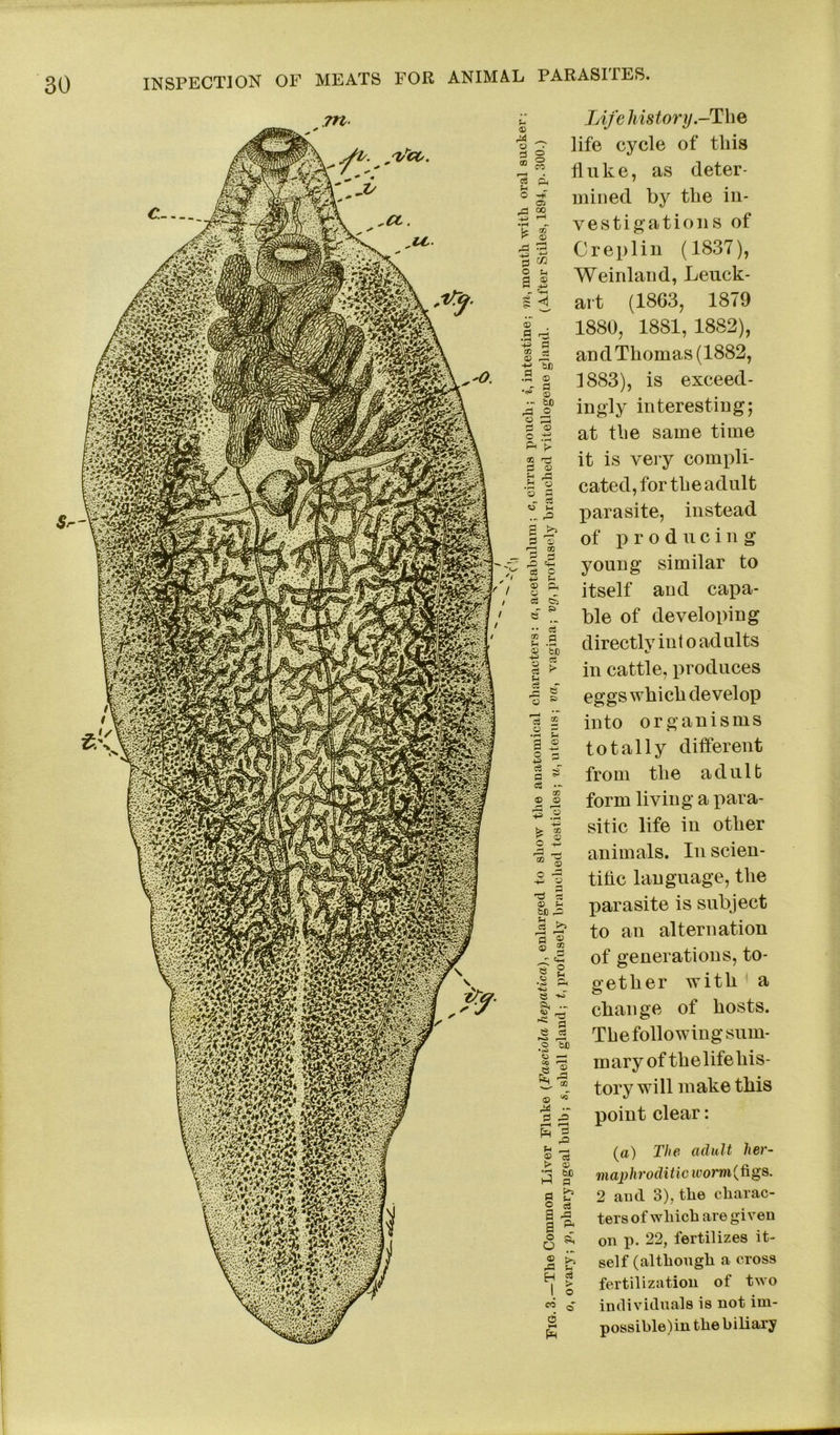 m Life history.-The life cycle of this fluke, as deter- mined by the in- vestigations of Creplin (1837), Weinland, Leuck- art (1863, 1879 1880, 1881, 1882), and Thomas (1882, 1883), is exceed- ingly interesting; at the same time it is very compli- cated, for the adult parasite, instead of producing young similar to itself and capa- ble of developing directly int o ad ults in cattle, produces eggs which develop into organisms totally different from the adult form living a para- sitic life in other animals. In scien- tiflc language, the parasite is subject to an alternation of generations, to- gether with a change of hosts. Thefollowing sum- mary of the life his- tory will make this point clear: (a) The adult her- maphroditic worn (figs. 2 and 3), tlie charac- ters of wliicb are given on p. 22, fertilizes it- self (although a cross fertilization of two individuals is not iui- p oss i ble) in the b i li ary