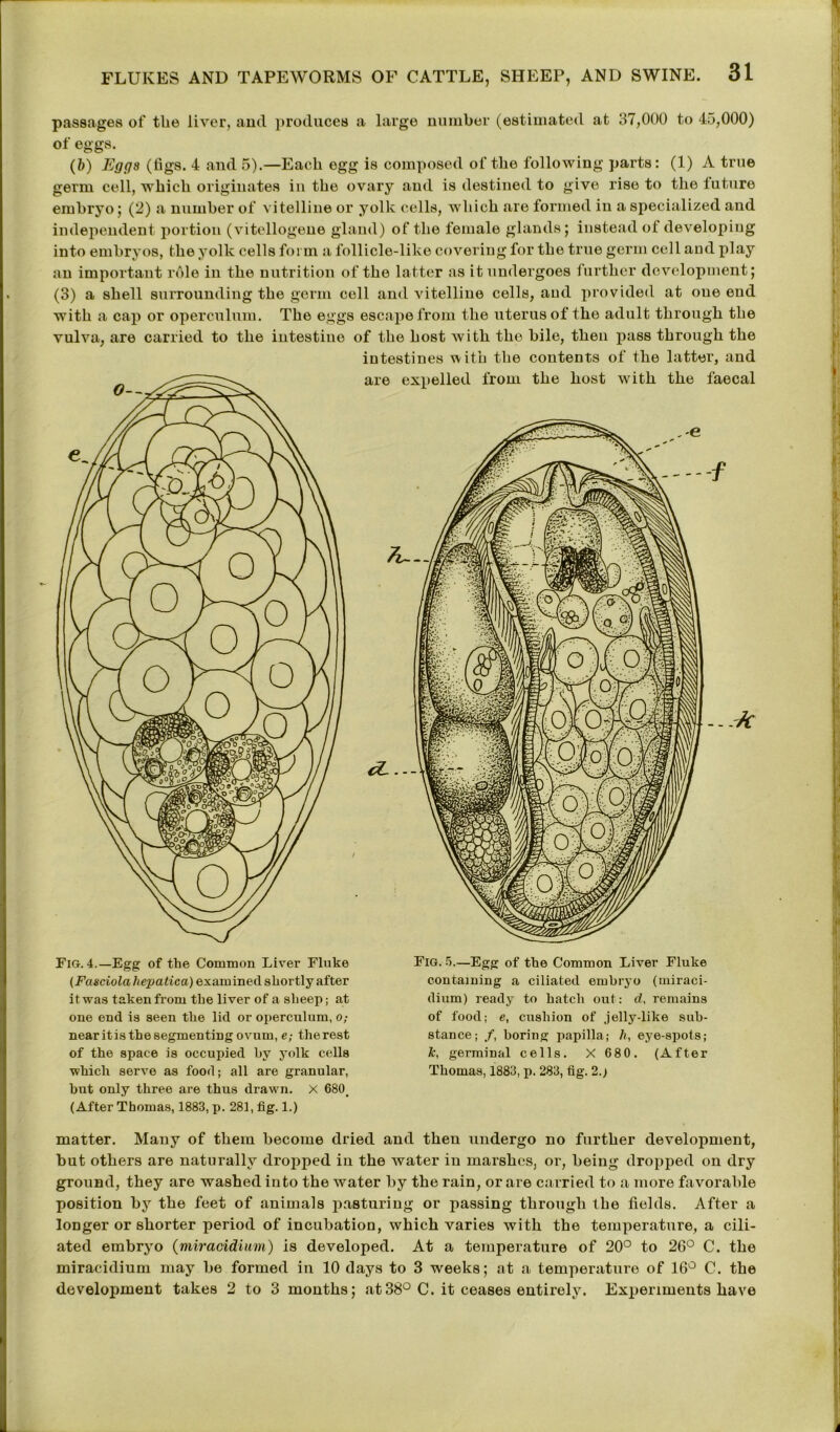 passages of the liver, and produces a large number (estimated at 37,000 to 45,000) of eggs. (b) Eggs (figs. 4 and 5).—Each egg is composed of the following parts: (1) A true germ cell, which originates in the ovary and is destined to give rise to the future embryo; (2) a number of vitelline or yolk cells, which are formed in a specialized and independent portion (vitellogene gland) of the female glands; instead of developing into embryos, the yolk cells form a follicle-like covering for the true germ cell and play an important role in the nutrition of the latter as it undergoes further development; (3) a shell surrounding the germ cell and vitelline cells, and provided at one end with a cap or operculum. The eggs escape from the uterus of the adult through the vulva, are carried to the intestine of the host with the bile, then pass through the intestines with the contents of the latter, and are expelled from the host with the faecal f 4— . - -k Fig. 4.—Egg of the Common Liver Fluke (Fasciola hepatica) examined shortly after it was taken from the liver of a sheep; at one end is seen the lid or operculum, o; near itis the segmenting ovum, e; the rest of the space is occupied by yolk cells which serve as food; all are granular, but only three are thus drawn. X 680, (After Thomas, 1883, p. 281, fig. 1.) Fig. 5.—Egg of the Common Liver Fluke containing a ciliated embryo (miraci- dium) ready to hatch out: d, remains of food; e, cushion of jelly-like sub- stance; /, boring papilla; k, eye-spots; k, germinal cells. X 680. (After Thomas, 1883, p. 283, fig. 2.) matter. Many of them become dried and then undergo no further development, but others are naturally dropped in the water in marshes, or, being dropped on dry ground, they are washed into the water by the rain, or are carried to a more favorable position by the feet of animals pasturing or passing through the fields. After a longer or shorter period of incubation, which varies with the temperature, a cili- ated embryo (miracidium) is developed. At a temperature of 20° to 26° C. the miracidium may be formed in 10 days to 3 weeks; at a temperature of 16° C. the develojiment takes 2 to 3 months; at38° C. it ceases entirely. Experiments have