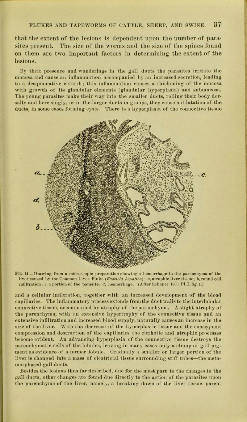 » FLUKES AND TAPEWORMS OF CATTLE, SHEEP, AND SWINE. 37 that the extent of the lesions is dependent upon the number of para- sites present. The size of the worms and the size of the spines found on them are two important factors in determining the extent of the lesions. By their presence and wanderings in the gall ducts the parasites irritate the mucosa and cause an inflammation accompanied by an increased secretion, leading to a desquamative catarrh; this inflammation causes a thickening of the mucosa with growth of its glandular elements (glandular hyperplasia) and submucosa. The young parasites make their way into the smaller ducts, rolling their body dor- sally and here singly, or in the larger ducts in groups, they cause a dilatation of the ducts, in some cases forming cysts. There is a hyperplasia of the connective tissue - - C Fig. 14.—Drawing from a microscopic preparation showing a hemorrhage in the parenchyma of the liver caused by the Common Liver Fluke (Fasciola hepatica): a, atrophic liver tissue; b, round cell infiltration; c. a portion of the parasite; cl, hemorrhage. (After Schaper, 1890. PI. I, fig. 1.) and a cellular infiltration, together with an increased development of the blood capillaries. The inflammatory process extends from the duct walls to the interlobular connective tissue, accompanied by atrophy of the parenchyma. A slight atrophy of the parenchyma, with an extensive hypertrophy of the connective tissue and an extensive infiltration and increased blood supply, naturally causes an increase in the size of the liver. With the decrease of the hyperplastic tissue and the consequent compression and destruction of the capillaries the cirrhotic and atrophic processes become evident. An advancing hyperplasia of the connective tissue destroys the parencliymatic cells of the lobules, leaving in many cases only a clump of gall pig- ment as evidence of a former lobule. Gradually a smaller or larger portion of the liver is changed into a mass of cicatricial tissue surrounding stiff tubes—the meta- morphosed gall ducts. Besides the lesions thus far described, due for the most part to the changes in the gall ducts, other changes are found due directly to the action of the parasites upon the parenchyma of the liver, namely, a breaking down of the liver tissue, paren-