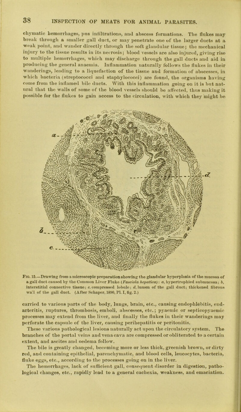 cliymatic hemorrhages, pus infiltrations, and abscess formations. The flukes may break through a smaller gall duct, or may penetrate one of the larger ducts at a ■weak point, and wander directly through the soft glandular tissue; the mechanical injury to the tissue results in its necrosis; blood Aressels are also injured, giving rise to multiple hemorrhages, which may discharge through the gall ducts and aid in producing the general anaemia. Inflammation naturally follows the flukes in their wanderings, leading to a liquefaction of the tissue and formation of abscesses, in which bacteria (streptococci and staphylococci) are found, the organisms having come from the inflamed bile ducts. With this inflammation going on it is but nat- ural that the walls of some of the blood vessels should be affected, thus making it possible for the flukes to gain access to the circulation, with which they might be Fig. 15.—Drawing from a microscopic preparation showing the glandular hyperplasia of the mucosa of a gall duct caused by the Common Liver Fluke (Fasciola hepatica): a, hypertrophied submucosa; b, interstitial connective tissue; c, compressed lobule; cl, lumen of the gall duct; thickened fibrous wall of the gall duct. (After Schaper, 1890, PI. I, fig. 2.) carried to various parts of the body, lungs, brain, etc., causing endophlebitis, end- arteritis, ruptures, thrombosis, emboli, abscesses, etc.; pyaemic or septicopyaemic processes may extend from the liver, and finally the flukes in their wanderings may perforate the capsule of the liver, causing perihepatitis or peritonitis. These various pathological lesions naturally act upon the circulatory system. The branches of the portal veins and vena cava are compressed or obliterated to a certain extent, and ascites and oedema follow. The bile is greatly changed, becoming more or less thick, greenish brown, or dirty red, and containing epithelial, parenchyinatic, aud blood cells, leucocytes, bacteria, fluke eggs, etc., according to the processes going on in the liver. The hemorrhages, lack of sufficient gall, consequent disorder in digestion, patho- logical changes, etc., rapidly lead to a general cachexia, weakness, and emaciation.