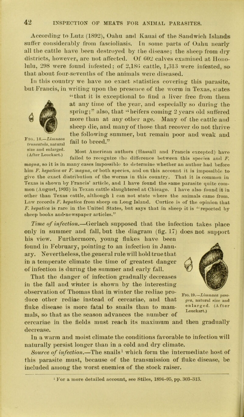 According to Lutz (1892), Oahu and Kauai of the Sandwich Islands suffer considerably from fascioliasis. In some parts of Oaliu nearly all the cattle have been destroyed by the disease; the sheep from dry districts, however, arc not affected. Of (102 calves examined at Hono- lulu, 298 were found infested; of 2,189 cattle, 1,313 were infested, so that about four-sevenths of the animals were diseased. In this country we have no exact statistics covering this parasite, but Francis, in writing upon the presence of the worm in Texas, slates “that it is exceptional to find a liver free from them at any time of the year, and especially so during the spring;” also, that “heifers coming 2 years old suffered more than at any other age. Many of the cattle and sheep die, and many of those that recover do not thrive the following summer, but remain poor and weak and fail to breed.’’ Fig. 18.—Limnaea truncatula, natural size and enlarged. (After Leucbart.) Most American authors (Hassall and Francis excepted) have failed to recognize the difference between this species and F. magva, so it is in many cases impossible to determine whether an author had before him F. hepaiica or F. magna, or both species, and on this account it is impossible to give the exact distribution of the worms in this country. That it is common in Texas is shown by Francis’ article, and 1 have found the same parasite quite com- mon (August, 1893) iu Texan cattle slaughtered at Chicago. I have also found it in other than Texas cattle, although 1 can not state where the animals came from. Law records F. hepatica from sheep on Long Island. Curtice is of the opinion that F. liepatica is rare in the United States, hut says that in sheep it is “reported by sheep hooks ambnewspaper articles.” Time of infection.—Gerlach supposed tliafc the infection takes place only in summer and fall, but the diagram (fig. 17) does not support his view. Furthermore, young flukes have been found in February, pointing to an infection in Janu- ary. Nevertheless, the general rule will hold true that in a temperate climate the time of greatest danger of infection is during the summer and early fall. That the danger of infection gradually decreases in the fall and winter is shown by the interesting observation of Thomas that in winter the rediae pro- duce other rediae instead of cercariae, and that fluke disease is more fatal to snails than to mam- mals, so that as the season advances the number of cercariae iu the fields must reach its maximum and then gradually decrease. In a warm and moist climate the conditions favorable to infection will naturally persist longer than in a cold and dry climate. Source of infection.—The snails1 which form the intermediate host of this parasite must, because of the transmission of fluke disease, be included among the worst enemies of the stock raiser. Fig. 19.—Limnaea pere- gra, natural size and enlarged. (After Leuckart.) 1 For a more detailed account, see Stiles, 1894-95, pp. 303-313.