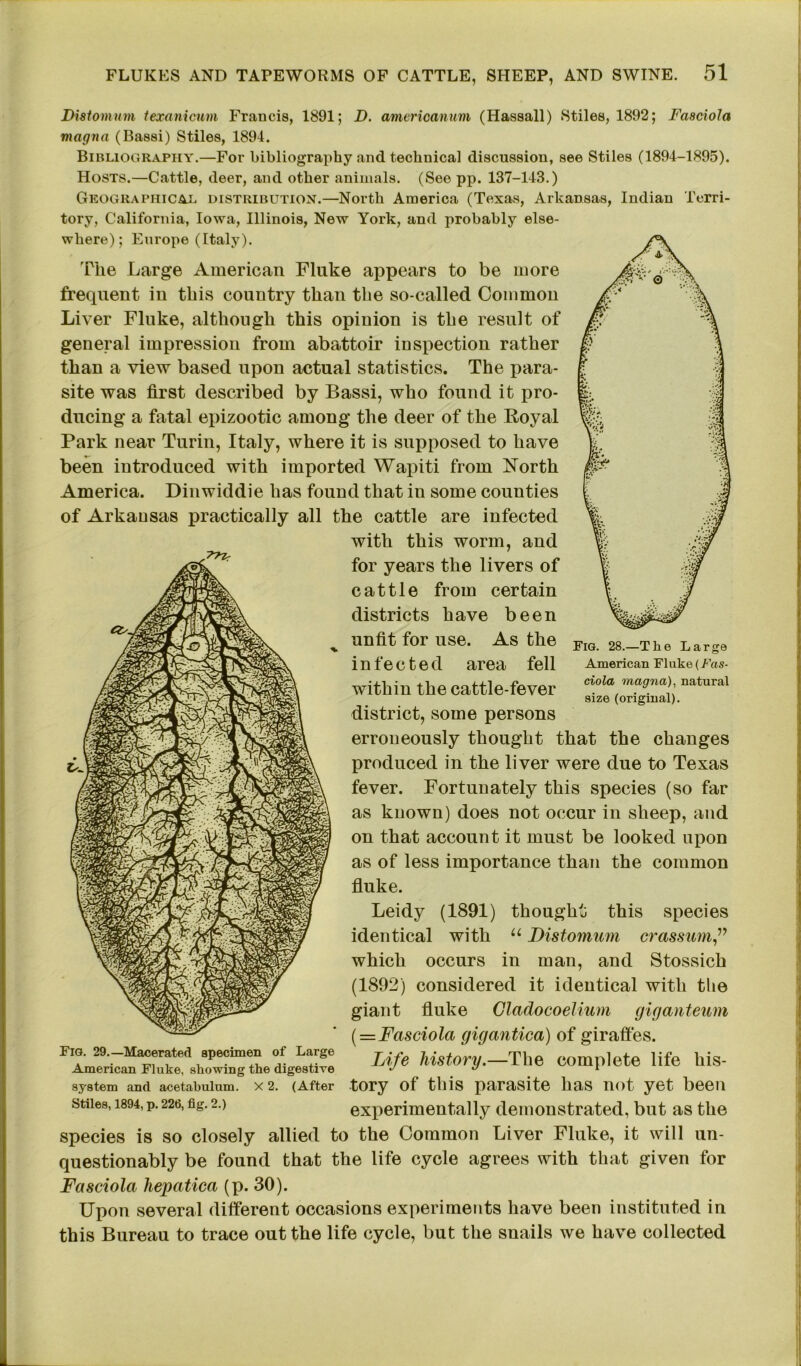 Distomum fexanicum Francis, 1891; D. amerioanum (Hassall) Stiles, 1892; Fasciola magna (Bassi) Stiles, 1894. Bibliography.—For bibliography and technical discussion, see Stiles (1894-1895). Hosts.—Cattle, deer, and other animals. (See pp. 137-143.) Geographical, distribution.—North America (Texas, Arkansas, Indian Terri- tory, California, Iowa, Illinois, New York, and probably else- where); Europe (Italy). The Large American Fluke appears to be more frequent in this country than the so-called Common Liver Fluke, although this opinion is the result of general impression from abattoir inspection rather than a view based upon actual statistics. The para- site was first described by Bassi, who found it pro- ducing a fatal epizootic among the deer of the Boyal Park near Turin, Italy, where it is supposed to have been introduced with imported Wapiti from North America. Dinwiddie has found that in some counties of Arkansas practically all the cattle are infected with this worm, and for years the livers of cattle from certain districts have been unfit for use. As the infected area fell within the cattle-fever district, some persons erroneously thought that the changes produced in the liver were due to Texas fever. Fortunately this species (so far as known) does not occur in sheep, and on that account it must be looked upon as of less importance than the common fluke. Leidy (1891) thought this species identical with u Distomum crassum,” which occurs in man, and Stossich (1892) considered it identical with the giant fluke Cladocoelium giganteum (=Fasciola gigantica) of giraffes. Life history.—The complete life his- tory of this parasite has not yet been experimentally demonstrated, but as the species is so closely allied to the Common Liver Fluke, it will un- questionably be found that the life cycle agrees with that given for Fasciola hepatica (p. 30). Upon several different occasions experiments have been instituted in this Bureau to trace out the life cycle, but the snails we have collected Fig. 28.—The Large American Fluke (Fas- ciola magna), natural size (original). Fig. 29.—Macerated specimen of Large American Fluke, showing the digestive system and acetabulum. X 2. (After Stiles, 1894, p. 226, fig. 2.)