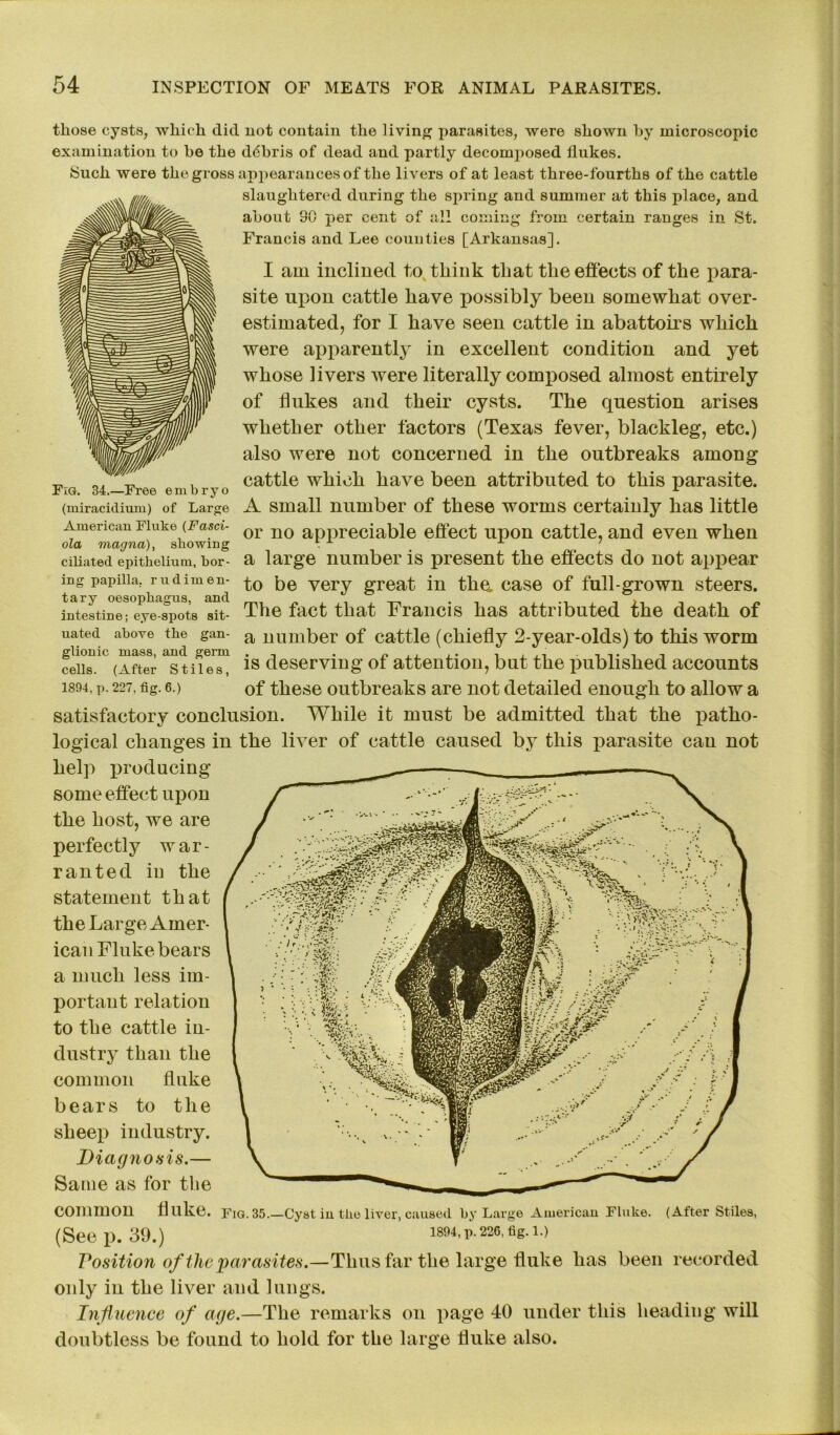 Fig. 34.—Free embryo (miracidium) of Large American Fluke (Fasci- ola magna), showing ciliated epithelium, bor- ing papilla, rudimen- tary oesophagus, and intestine; eye-spots sit- uated above the gan- glionic mass, and germ cells. (After Stiles, 1894, p.227, fig. 6.) those cysts, which did not contain the living parasites, were shown by microscopic examination to be the debris of dead and partly decomposed flukes. Such were the gross appearances of the livers of at least three-fourths of the cattle slaughtered during the spring and summer at this place, and about 30 per cent of all coming from certain ranges in St. Francis and Lee counties [Arkansas]. I am inclined to think that the effects of the para- site upon cattle have possibly been somewhat over- estimated, for I have seen cattle in abattoirs which were apparently in excellent condition and yet whose livers were literally composed almost entirely of flukes and their cysts. The question arises whether other factors (Texas fever, blackleg, etc.) also were not concerned in the outbreaks among cattle which have been attributed to this parasite. A small number of these worms certainly has little or no appreciable effect upon cattle, and even when a large number is present the effects do not appear to be very great in the. case of full-grown steers. The fact that Francis has attributed the death of a number of cattle (chiefly 2-year-olds) to this worm is deserving of attention, but the published accounts of these outbreaks are not detailed enough to allow a satisfactory conclusion. While it must be admitted that the patho- logical changes in the liver of cattle caused by this parasite can not help producing some effect upon the host, we are perfectly war- ranted iu the statement that the Large Amer- ican Fluke bears a much less im- portant relation to the cattle in- dustry than the common fluke bears to the sheep industry. Diagnosis.— Same as for the Common fluke. FIG. 35.—Cyst iu the liver, caused by Large American Fluke. (After Stiles, (Seep. 39.) 1894,p.226,fig. 1.) Position of the parasites.—Thus far the large fluke has been recorded only in the liver and lungs. Influence of age.—The remarks on page 40 under this heading will doubtless be found to hold for the large fluke also.