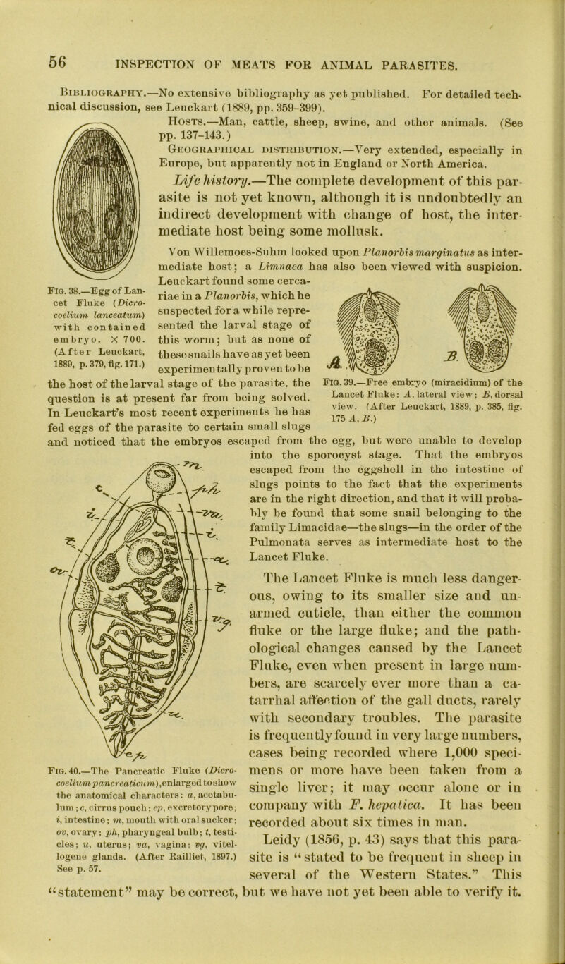 For detailed tech- (See Fig. 38.—Egg of Lan- cet Fluke (Dicro- coelium lanceatum) with contained embryo. X 700. (After Leuckart, 1889, p. 379, fig. 171.) Fig. 39.—Free embryo (miracidinm) of the Lancet Fluke: A, lateral view; B, dorsal view. (After Leuckart, 1889, p. 385, fig. 175 A, B.) Bibliography.—No extensive bibliography as yet published, nical discussion, see Leuckart (1889, pp. 359-399). Hosts.—Man, cattle, sheep, swine, and other animals, pp. 137-143.) Geographical distribution.—Very extended, especially in Europe, but apparently not in England or North America. Life history.—The complete development of this par- asite is not yet known, although it is undoubtedly an indirect development with change of host, the inter- mediate host being some mollusk. Von Willemoes-Suhm looked upon Planorbis marginatus as inter- mediate host; a Limnaea has also been viewed with suspicion. Leuckart found some cerca- riae in a Planorbis, which he suspected for a while repre- sented the larval stage of this worm; but as none of these snails have as yet been experimentally proven to be the host of the larval stage of the parasite, the question is at present far from being solved. In Leuckart’s most recent experiments he has fed eggs of the parasite to certain small slugs and noticed that the embryos escaped from the egg, but were unable to develop into the sporocyst stage. That the embryos escaped from the eggshell in the intestine of slugs points to the fact that the experiments are in the right direction, and that it will proba- bly be found that some snail belonging to the family Limacidae—the slugs—in the order of the Pulmonata serves as intermediate host to the Lancet Fluke. The Lancet Fluke is much less danger- ous, owing to its smaller size and un- armed cuticle, than either the common fluke or the large fluke; and the path- ological changes caused by the Lancet Fluke, even when present in large num- bers, are scarcely ever more than a ca- tarrhal affection of the gall ducts, rarely with secondary troubles. The parasite is frequently found in very large numbers, cases being recorded where 1,000 speci- mens or more have been taken from a single liver; it may occur alone or in company with F. hepatica. It has been recorded about six tiuies in man. Leidy (1856, p. 43) says that this para- site is “stated to be frequent in sheep in several of the Western States.” This Fig. 40.—The Pancreatic Fluke (Dicro- coelium pancreaticum), enlarged toshow the anatomical characters: a, acetabu- lum ; c, cirrus pouch; ep, excretory pore; i, intestine; m, mouth with oral sucker; ov, ovary; ph, pharyngeal bulb; t, testi- cles; u, uterus; va, vagina; vg, vitel- logene glands. (After Railliet, 1897.) See p.57. “statement” may be correct, but we have not yet been able to verify it.