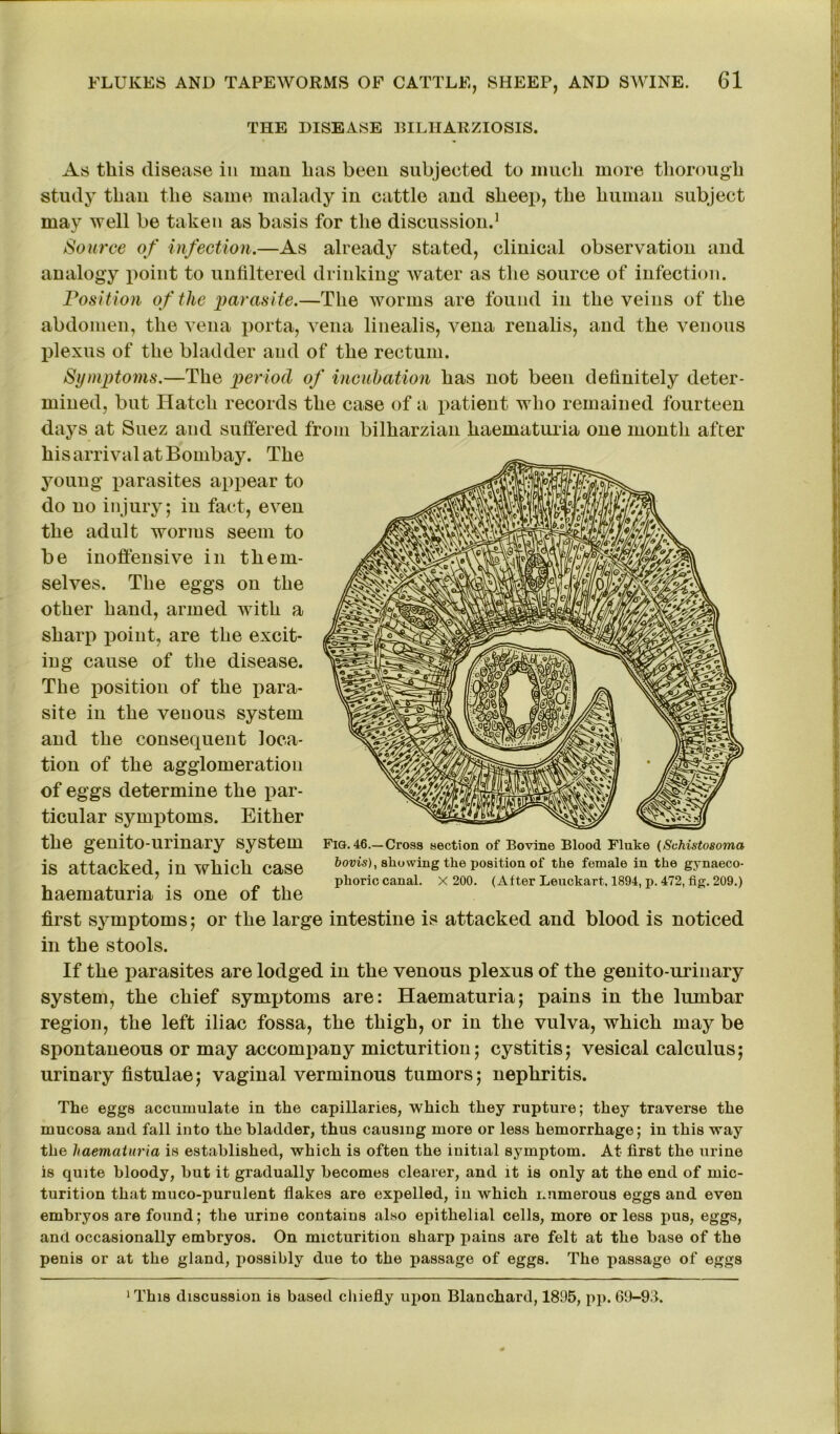 THE DISEASE BILHARZIOSIS. As this disease in man has been subjected to much more thorough study than the same malady in cattle and sheep, the human subject may well be taken as basis for the discussion.1 Source of infection.—As already stated, clinical observation and analogy point to unfiltered drinking Avater as the source of infection. Position of the parasite.—The worms are found in the veins of the abdomen, the vena porta, vena linealis, vena renalis, and the venous plexus of the bladder and of the rectum. Symptoms.—The period of incubation has not been definitely deter- mined, but Hatch records the case of a patient who remained fourteen days at Suez and suffered from bilharzian haematuria one month after his arrival at Bombay. The young parasites appear to do no injury; in fact, even the adult worms seem to be inoffensive in them- selves. The eggs on the other hand, armed with a sharp point, are the excit- ing cause of the disease. The position of the para- site in the veuous system and the consequent loca- tion of the agglomeration of eggs determine the par- ticular symptoms. Either the genito-urinary system is attacked, in which case haematuria is one of the first symptoms; or the large intestine is attacked and blood is noticed in the stools. If the parasites are lodged in the venous plexus of the genito-urinary system, the chief symptoms are: Haematuria; pains in the lumbar region, the left iliac fossa, the thigh, or in the vulva, which may be spontaneous or may accompany micturition; cystitis; vesical calculus; urinary fistulae; vaginal verminous tumors; nephritis. The eggs accumulate in the capillaries, which they rupture; they traverse the mucosa and fall into the bladder, thus causing more or less hemorrhage; in this way the haematuria is established, which is often the initial symptom. At first the urine is quite bloody, but it gradually becomes clearer, and it is only at the end of mic- turition that muco-purulent flakes are expelled, in which numerous eggs and even embryos are found; the urine contains also epithelial cells, more or less pus, eggs, and occasionally embryos. On micturition sharp pains are felt at the base of the penis or at the gland, possibly due to the passage of eggs. The passage of eggs Fig. 46.—Cross section of Bovine Blood Fluke (Schistosoma bovis), showing the position of the female in the gynaeco- phoric canal. X 200. (After Leuckart, 1894, p. 472, fig. 209.) 1 This discussion is based chiefly upon Blanchard, 1895, pp. 69-9d.