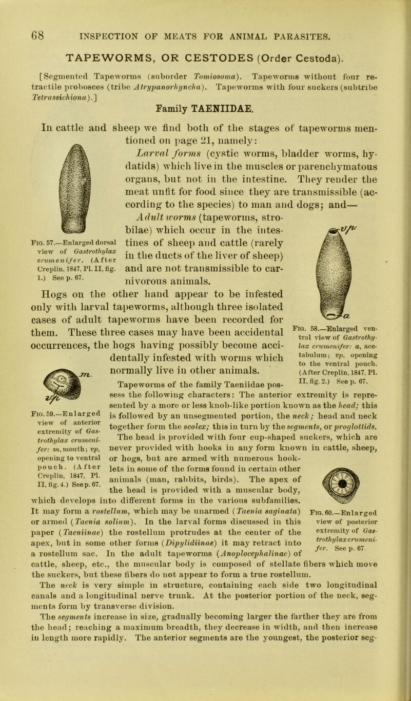 TAPEWORMS, OR CESTODES (Order Cestoda), [Segmented Tapeworms (suborder Tomiosoma). Tapeworms without four re- tractile probosces (tribe Atrypanorhyncha). Tapeworms with four suckers (subtribe Teirassichiona).] Family TAENIIDAE. In cattle and sheep we find both of the stages of tapeworms men- tioned on page 21, namely: Larval forms (cystic worms, bladder worms, hy- datids) which live in the muscles or parenchymatous organs, but not in the intestine. They render the meat unfit for food since they are transmissible (ac- cording to the species) to man and dogs; and— Adult worms (tapeworms, stro- bilae) which occur in the intes- tines of sheep and cattle (rarely in the ducts of the liver of sheep) and are not transmissible to car- nivorous animals. Hogs on the other hand appear to be infested only with larval tapeworms, although three isolated cases of adult tapeworms have been recorded for them. These three cases may have been accidental occurrences, the hogs having possibly become acci- dentally infested with worms which normally live in other animals. Tapeworms of the family Taeniidae pos- sess tbe following characters: The anterior extremity is repre- sented by a more or less knob-like portion known as the head; this is followed by an unsegmented portion, the neck; head and neck together form the scolex; this in turn by the segments, or progloitids. The head is provided with four cup-shaped suckers, which are never provided with hooks in any form known in cattle, sheep, or hogs, but are armed with numerous book- lets in some of the forms found in certain other animals (man, rabbits, birds). The apex of the head is provided with a muscular body, which develops into different forms in the various subfamilies. It may form a rostellum, which may be unarmed (Taenia saginata) Fig. 60.—Enlarged or armed (Taenia solium). In the larval forms discussed in this view of posterior paper (Taeniinae) the rostellum protrudes at the center of the extremity of Gas- apex, but in some other forms (Dipylidiinae) it may retract into Ootliylaxn umeni- a rostellum sac. In the adult tapeworms (Anoplocephalinae) of cattle, sheep, etc., the muscular body is composed of stellate fibers which move the suckers, but these fibers do not appear to form a true rostellum. The neck is very simple in structure, containing each side two longitudinal canals and a longitudinal nerve trunk. At the posterior portion of the neck, seg- ments form by transverse division. The segments increase in size, gradually becoming larger the farther they are from the head; reaching a maximum breadth, they decrease in width, and then increase in length more rapidly. The anterior segments are the youngest, the posterior seg- Fig. 59.—Enlarged view of anterior extremity of Gas- trothylax crumeni- fer: m, mouth; vp, opening to ventral pouch. (After Creplin, 1847, PI. II, fig. 4.) Seep. 67. Fig. 58.—Enlai’ged ven- tral view of Gastrothy- lax crumenifer: a, ace- tabulum ; vp, opening to the ventral pouch. (After Creplin, 1847, PI. II, fig. 2.) See p. 67. Fig. 57.—Enlarged dorsal view of Gastrothylax crumenifer. (After Creplin, 1847, PI. II, fig. 1.) See p. 67.