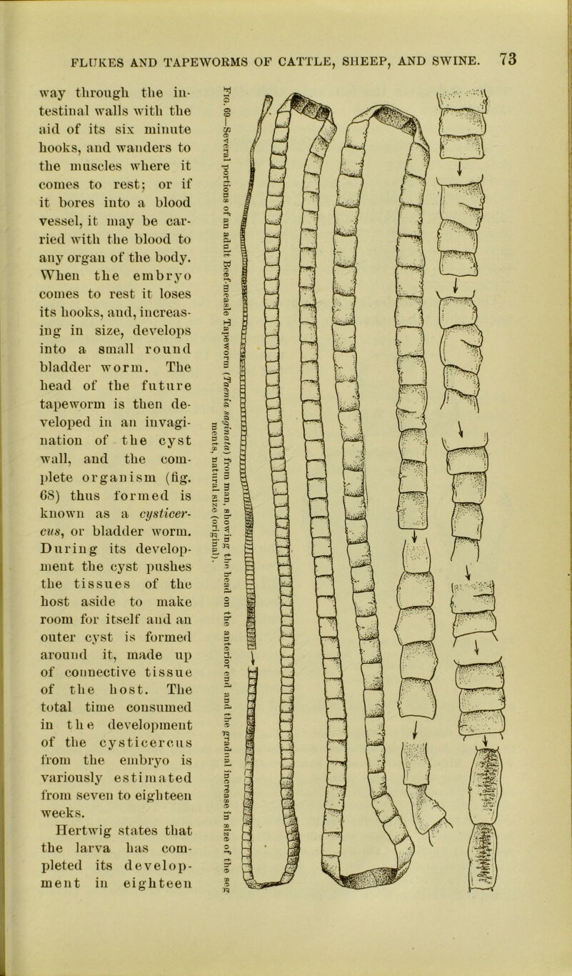 way through the in- testinal walls with the aid of its six minute hooks, and wanders to the muscles where it comes to rest; or if it bores into a blood vessel, it may be car- ried with the blood to any organ of the body. When the embryo comes to rest it loses its hooks, and, increas- ing in size, develops into a small round bladder worm. The head of the future tapeworm is then de- veloped in an invagi- nation of the cyst wall, and the com- plete organism (fig. 68) thus formed is known as a cysticer- cus, or bladder worm. During its develop- ment the cyst pushes the tissues of the host aside to make room fur itself and an outer cyst is formed around it, made up of connective tissue of the host. The total time consumed in the development of the cysticercus from the embryo is variously estimated from seven to eighteen weeks. Her twig states that the larva has com- pleted its develop- ment in eighteen