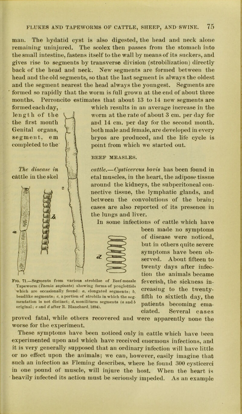 man. The hydatid cyst is also digested, the head and neck alone remaining uninjured. The scolex then passes from the stomach into the small intestine, fastens itself to the wall by means of its suckers, and gives rise to segments by transverse division (stabilization) directly back of the head and neck. New segments are formed between the head and the old segments, so that the last segment is always the oldest and the segment nearest the head always the youngest. Segments are formed so rapidly that the worm is full grown at the end of about three months. Perroncito estimates that about 13 to 14 new segments are formed each day, length of the the first month Genital organs, segment, em completed to the The disease in cattle in the skel IZ-'bi which results in an average increase in the worm at the rate of about 3 cm. per day for and 14 cm. per day for the second month, both male and female, are developed in every bryos are produced, and the life cycle is point from which we started out. BEEF MEASLES. cattle.—Cysticercus bovis has been found in etal muscles, in the heart, the adipose tissue around the kidneys, the subperitoneal con- nective tissue, the lymphatic glands, and between the convolutions of the brain; cases are also reported of its presence in the lungs and liver. In some infections of cattle which have been made no symptoms of disease were noticed, but in others quite severe symptoms have been ob- served. About fifteen to twenty days after infec- tion the animals became feverish, the sickness in- creasing to the twenty- fifth to sixtieth day, the patients becoming ema- ciated. Several cases proved fatal, while others recovered and were apparently none the worse for the experiment. These symptoms have been noticed only in cattle which have been 1 S C c c c 7;//ii))iitn SWWfiim anmnac •zuinimmi 5 b <r 3 Fig. 71.—Segments from various strobilae of Beef-measle Tapeworm (Taenia saginata) showing forms of proglottids which are occasionally found: a, elongated segments; 6, beadlike segments; c, a portion of strobila in which the seg- mentation is not distinct; d, monilitorm segments (a and b original; c and d after B. Blanchard, 1894). experimented upon and which have received enormous infections, and it is very generally supposed that an ordinary infection will have little or no effect upon the animals; we can, however, easily imagine that such an infection as Fleming describes, where he found 300 cysticerci in one pound of muscle, will injure the host. When the heart is heavily infected its action must be seriously impeded. As an example