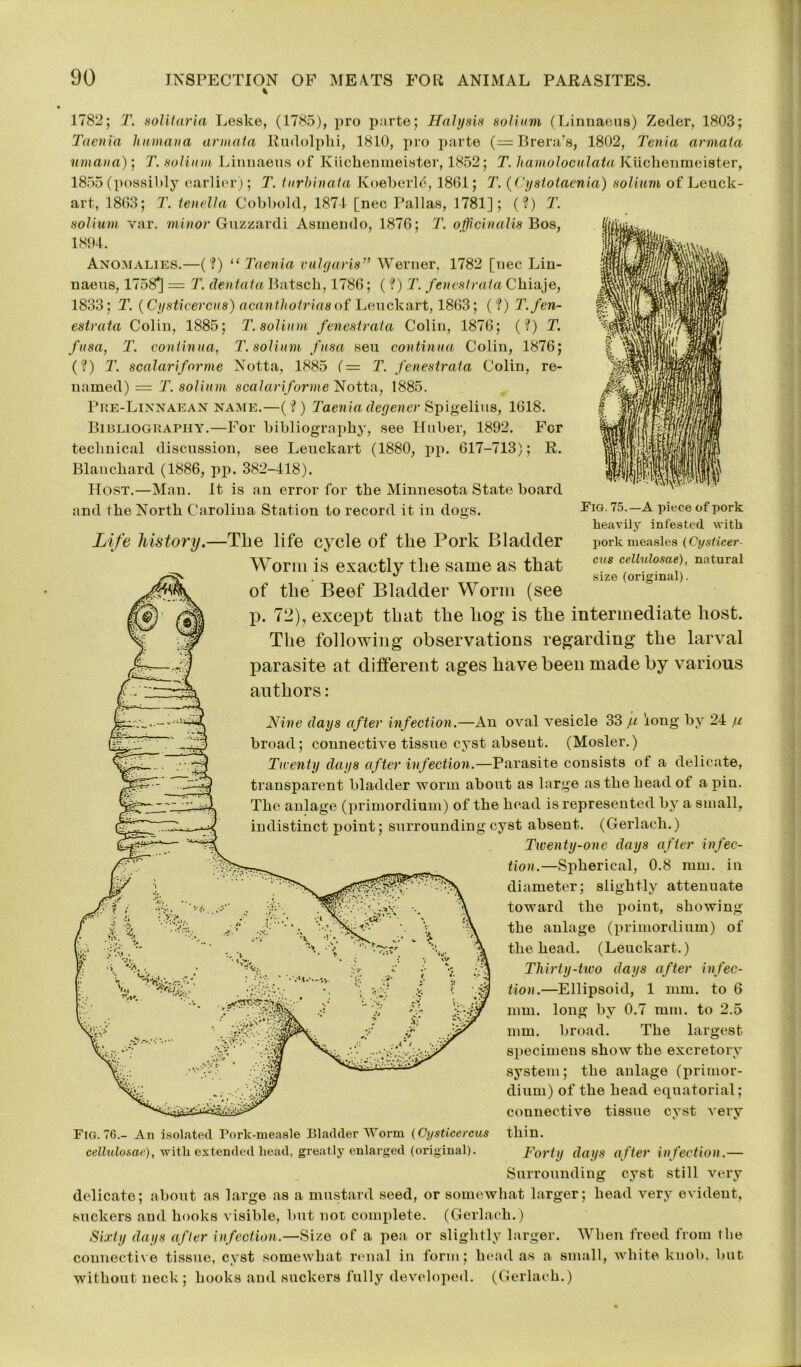 1782; T. solitaria Leske, (1785), pro parte; Halysis solium (Linnaeus) Zeder, 1803; Taenia human a armata Rudolphi, 1810, pro parte (= Brera’s, 1802, Tenia armata umana); T. solium Linnaeus of Kiiclienmeister, 1852; T. hamoloculata Kiichenmeister, 1855 (possibly earlier); T. turbinata Ivoeberle, 1861; T. (Cyatotaenia) solium of Leuck- art, 1863; T. tenella Cobbold, 1871 [nec Pallas, 1781]; (?) T. solium var. minor Guzzardi Asmendo, 1876; T. officinalis Bos, 1894. Anomalies.—(?) “Taenia vulgaris” Werner, 1782 [nec Lin- naeus, 1758*] = T. dentate Batscb, 1786; (?) T. fenestrata Cbiaje, 1833; T. (Cysticercus) acantliotrias of Leuckart, 1863; (?) T. fen- estrata Colin, 1885; T. solium fenestrata Colin, 1876; (?) T. fusa, T. continue, T. solium fusa seu continue Colin, 1876; (?) T. scalariforme Notta, 1885 (— T. fenestrata Colin, re- named) = T. solium scalariforme Notta, 1885. Pre-Linnaean name.—(?) Taenia degener Spigelius, 1618. Bibliography.—For bibliography, see Huber, 1892. For technical discussion, see Leuckart (1880, pp. 617-713); R. Blanchard (1886, pp. 382-418). Host.—Man. It is an error for the Minnesota State board and the North Carolina Station to record it in does. Fig. 75.—A piece of pork heavily infested, with pork measles (Cyslicer- cus cellulosae), natural size (original). Life history.—Tlie life cycle of the Pork Bladder Worm is exactly the same as that of the Beef Bladder Worm (see p. 72), except that the liog is the intermediate host. The following observations regarding the larval parasite at different ages have been made by various authors: Nine days after infection.—An oval vesicle 33 f-i 'long by 24 /.c broad; connective tissue cyst absent. (Mosler.) Twenty days after infection.—Parasite consists of a delicate, transparent bladder worm about as large as the head ot a pin. The anlage (primordium) of the head is represented by a small, indistinct point; surrounding cyst absent. (Gerlach.) Twenty-one days after infec- tion.—Spherical, 0.8 mm. in diameter; slightly attenuate toward the point, showing the anlage (primordium) of the head. (Leuckart.) Thirty-two days after infec- tion.—Ellipsoid, 1 mm. to 6 mm. long by 0.7 mm. to 2.5 mm. broad. The largest specimens show the excretory system; the anlage (primor- dium) of the head equatorial; connective tissue cyst very thin. Forty days after infection.— Surrounding cyst still very delicate; about as large as a mustard seed, or somewhat larger; head very evident, suckers and hooks visible, but not complete. (Gerlach.) Sixty days after infection.—Size of a pea or slightly larger. When freed from the connective tissue, cyst somewhat renal in form; head as a small, white knob, but without neck ; hooks and suckers fully developed. (Gerlach.) Fig. 76.- An isolated Pork-measle Bladder Worm (Cysticercus cellulosae), with extended bead, greatly enlarged (original).