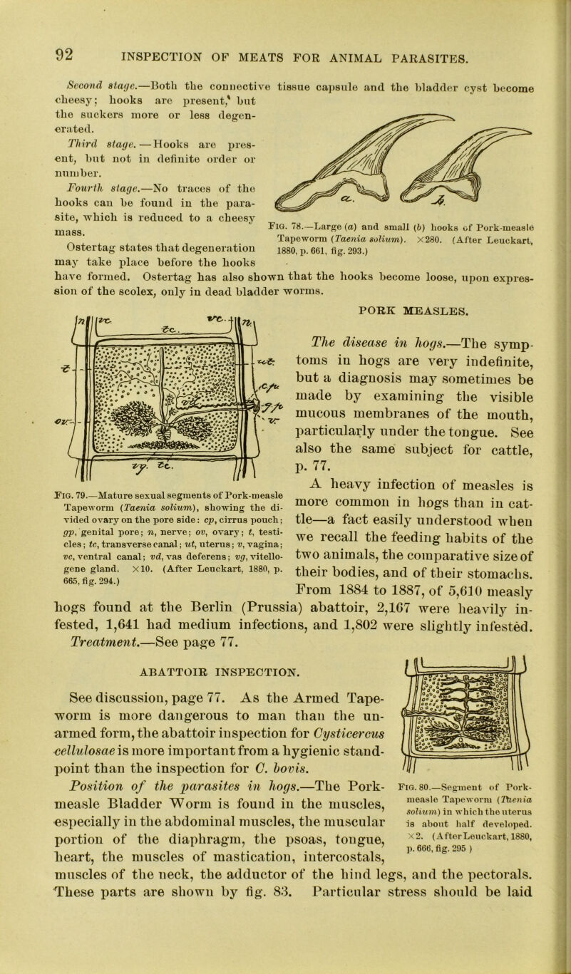 Second stage.—Both the connective tissue capsule and the bladder cyst become cheesy; hooks are present' but or less degen- the suckers more erated. Third stage.—Hooks are pres- ent, but not in definite order or number. Fourth stage.—No traces of the hooks can be found in the para- site, which is reduced to a cheesy mass. Ostertag states that degeneration may take place before the hooks have formed. Ostertag has also shown that the hooks become loose, upon expres- sion of the scolex, only in dead bladder worms. PORK MEASLES. Fig. 78.—Large (a) and small (b) liooks of Pork-measle Tapeworm (Taenia solium). X280. (After Leuckart, 1880, p. 661, fig. 293.) Fig. 79.—Mature sexual segments of Pork-measle Tapeworm (Taenia solium), showing the di- vided ovary on the pore side: cp, cirrus pouch; gp, genital pore; n, nerve; ov, ovary; t, testi- cles ; tc, transverse canal; ut, uterus; v, vagina; vc, ventral canal; vd, vas deferens; vg, vitello- gene gland. X10. (After Leuckart, 1880, p. 665, fig. 294.) The disease hi hogs.—The symp- toms in hogs are very indefinite, but a diagnosis may sometimes be made by examining the visible mucous membranes of the mouth, particularly under the tongue. See also the same subject for cattle, p. 77. A heavy infection of measles is more common in hogs than in cat- tle—a fact easily understood when we recall the feeding habits of the two animals, the comparative size of their bodies, and of their stomachs. From 1884 to 1887, of 5,630 measly hogs found at the Berlin (Prussia) abattoir, 2,167 were heavily in- fested, 1,641 had medium infections, and 1,802 were slightly infested. Treatment.—See page 77. ABATTOIR INSPECTION. See discussion, page 77. As the Armed Tape- worm is more dangerous to man than the un- armed form, the abattoir inspection for Cysticercus cellulosae is more important from a hygienic stand- point than the inspection for C. bovis. Position of the parasites in hogs.—The Pork- measle Bladder Worm is found in the muscles, especially in the abdominal muscles, the muscular portion of the diaphragm, the psoas, tongue, heart, the muscles of mastication, intercostals, muscles of the neck, the adductor of the hind legs, and the pectorals. These parts are shown by fig. 83. Particular stress should be laid Fig. 80.—Segment of Pork- measle Tapeworm (Taenia solium ) in which the uterus is about half developed. x2. (After Leuckart, 1880, p. 666, fig. 295 )