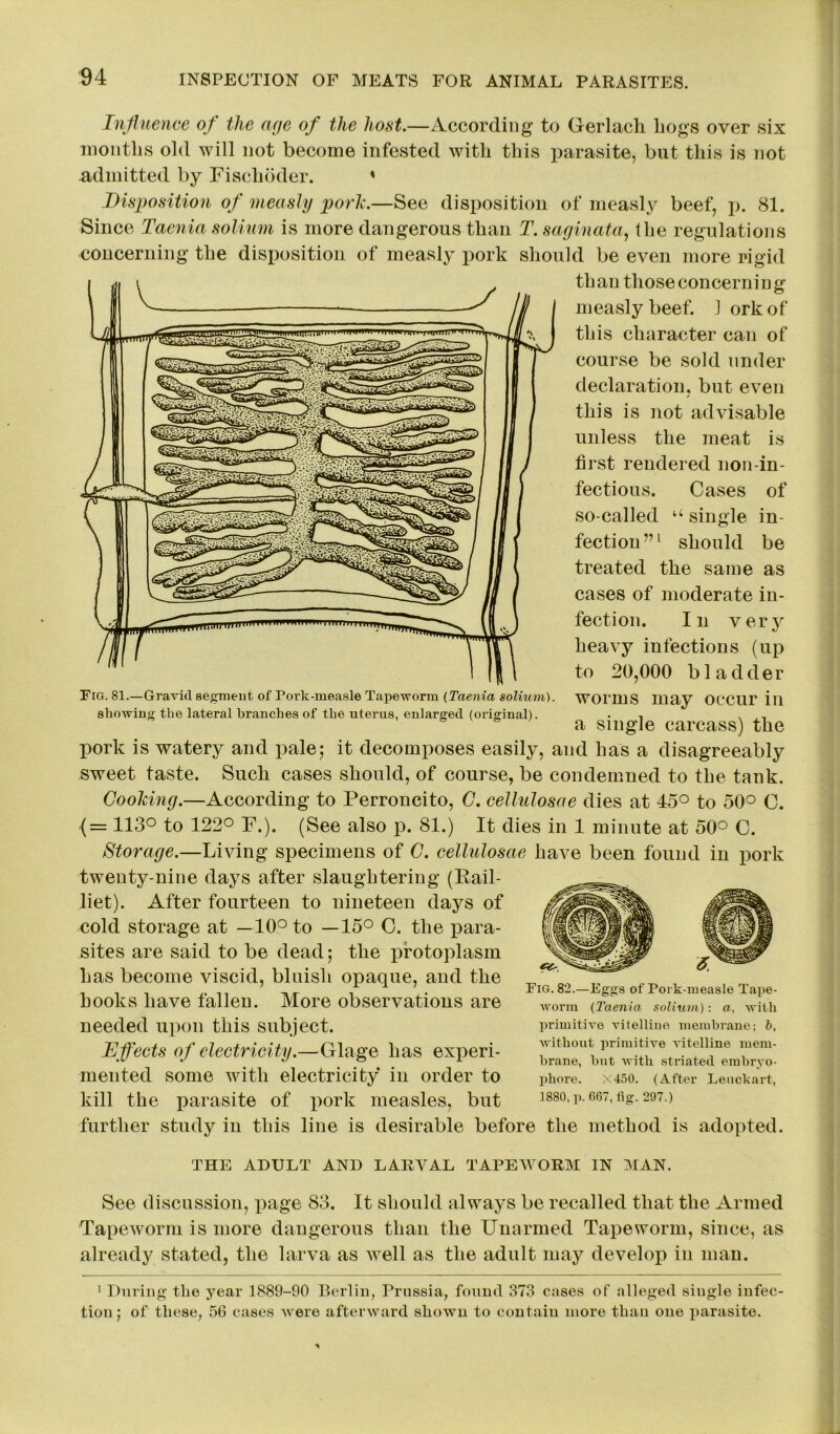 Influence of the age of the host.—According to Gerlach hogs over six months old will not become infested with this parasite, but this is not admitted by Fischoder. • Disposition of measly pork.—See disposition of measly beef, p. 81. Since Taenia solium is more dangerous than T. saginata, the regulations concerning the disposition of measly pork should be even more rigid than those concerni n g M 1 measly beef. 1 orkof this character can of course be sold under declaration, but even this is not advisable unless the meat is first rendered non-in- fectious. Cases of so-called u single in- fection”1 should be treated the same as cases of moderate in- fection. In very heavy infections (up to 20,000 bladder worms may occur in a single carcass) the pork is watery and pale; it decomposes easily, and has a disagreeably sweet taste. Such cases should, of course, be condemned to the tank. Cooking.—According to Perroncito, C. cellulosee dies at 45° to 50° C. (= 113° to 122° F.). (See also p. 81.) It dies in 1 minute at 50° C. Storage.—Living specimens of C. cellulosae have been found in pork twenty-nine days after slaughtering (Rail- liet). After fourteen to nineteen days of cold storage at —10° to —15° C. the para- sites are said to be dead; the protoplasm has become viscid, bluish opaque, and the hooks have fallen. More observations are needed upon this subject. Effects of electricity.—Glage has experi- mented some with electricity in order to kill the parasite of pork measles, but further study in this line is desirable before the method is adopted. Fig. 81.—Gravid segment of Pork-measle Tapeworm (Taenia solium). showing the lateral branches of the uterus, enlarged (original). Fig. 82.—Eggs of Pork-measle Tape- worm (Taenia solium): a, with primitive vitelline membrane; b, without primitive vitelline mem- brane, hut with striated embryo- phore. X450. (After Lenckart, 1880, p. 667, fig. 297.) THE ADULT AND LARVAL TAPEWORM IN MAN. See discussion, page 83. It should always be recalled that the Armed Tapeworm is more dangerous than the Unarmed Tapeworm, since, as already stated, the larva as well as the adult may develop in man. 1 During tlie year 1889-90 Berlin, Prussia, found 373 cases of alleged single infec- tion ; of these, 56 cases were afterward shown to contain more than one parasite.