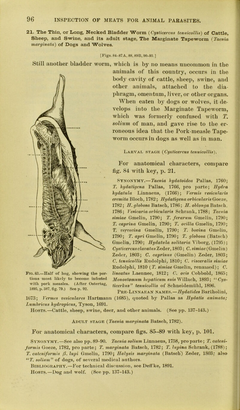 21. The Thin, or Long, Necked Bladder Worm (Cysticercus tenuicollis) of Cattle, Sheep, and Swine, and its adult stage, The Marginate Tapeworm (Taenia marginata) of Dogs and Wolves. [Figs. 84-87A, 88, 89B, 90-93 ] Still another bladder worm, which is by no means uncommon in the animals of this country, occurs in the body cavity of cattle, sheep, swine, and other animals, attached to the dia- phragm, omentum, liver, or other organs. When eaten by dogs or wolves, it de- velops into the Marginate Tapeworm, which was formerly confused with T. solium of man, and gave rise to the er- roneous idea that the Pork-measle Tape- worm occurs in dogs as well as in man. Larval stage (Cysticercus tenuicollis). For anatomical characters, compare fig. 84 with key, p. 21. Synonymy.—Taenia hydatoidea Pallas, 1760; T. hydatigcna Pallas, 1766, pro parte; Hydra hydatula Linnaeus, (1766); Vermis resicularis eremita Bloch, 1782; Hydatigena orbicularis Goeze, 1782; H. globosa Batsch, 1786; H. oblonga Batsc-li, 1786; Vesicaria orbicularis Schrank, 1788; Taenia simiae Grnelin, 1790; T. ferarum Gmelin, 1790; T. caprina Gmelin, 1790; T. ovilla Gmelin, 1790; T. vervecina Gmelin, 1790; T. bovina Gmelin, 1790; T. apri Gmelin, 1790; T. globosa (Batsch) Gmelin, 1790; Hydatula solitaria Viborg, (1795); Cysticercus clavatus Zeder, 1803; C. sirniae (Gmelin) Zecler, 1803; C. caprinus (Gmelin) Zeder, 1803; C. tenuicollis Rudolphi, 1810; C. risceralis simiae Rudolphi, 1810 (T. simiae Gmelin, renamed); C. lineatus Laennec, 1812; C. ovis Cobbold, 1865; Monostomum hepaticum suis Willach, 1893; “ Cys- ticerkus” tenuicollis of Schneidemiihl, 1896. Prk-Linnaean names.—Hydatides Bartholini, 1673; Vermes vesiculares Hartmann (1685), quoted by Pallas as Hydatis animata; Lumbricus hydropicus, Tyson, 1691. Hosts.—Cattle, sheep, swine, deer, and other animals. (See pp. 137-143.) Fig. 83.—Half of hog, showing the por- tions most likely to become infested with pork measles. (After Ostertag, 1895, p. 387, fig. 79.) See p. 92. Adult stage (Taenia marginata Batsch, 1782). For anatomical characters, compare figs. 85-89 with key, p. 101. Synonymy.—See also pp. 89-90. Taenia solium Linnaeus, 1758, pro parte; T. cateni- formis Goeze, 1782, pro parte; T. marginata Batsch, 1782; T. lupina Schrank, (1788); T. cateniformis /i. lupi Gmelin, 1790; Halysis marginata (Batsch) Zeder, 1803; also UT. solium” of dogs, of several medical authors. Bibliography.—For technical discussion, see Deffke, 1891. Hosts.—Dog and wolf. (See pp. 137-143.)