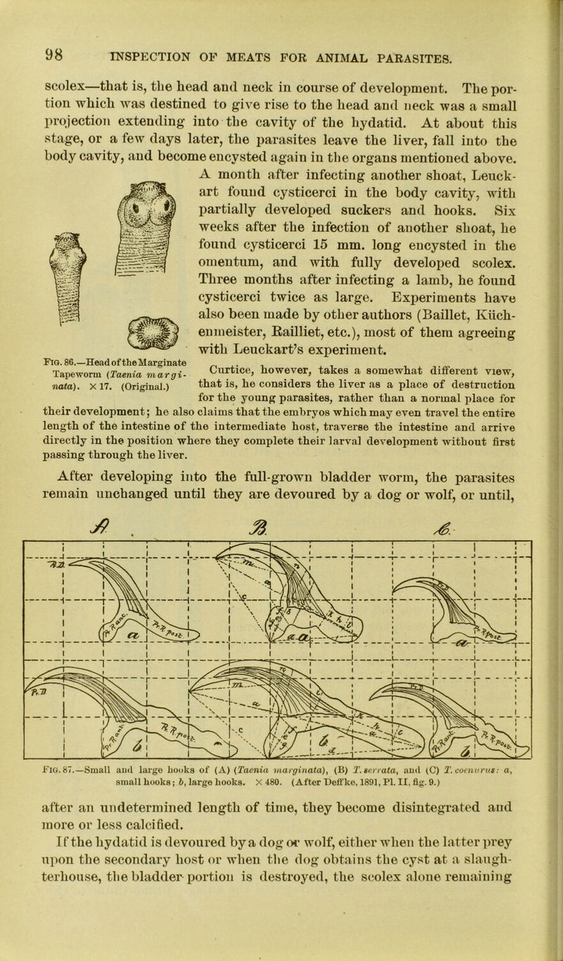 scolex—that is, the head and neck in course of development. The por- tion which was destined to give rise to the head and neck was a small projection extending into the cavity of the hydatid. At about this stage, or a few days later, the parasites leave the liver, fall into the body cavity, and become encysted again in the organs mentioned above. A month after infecting another shoat, Leuck- art found cysticerci in the body cavity, with partially developed suckers and hooks. Six weeks after the infection of another shoat, he found cysticerci 15 mm. long encysted in the omentum, and with fully developed scolex. Three months after infecting a lamb, he found cysticerci twice as large. Experiments have also been made by other authors (Baillet, Kiich- enmeister, Railliet, etc.), most of them agreeing with Leuckart’s experiment. Fig. 86.—HeadoftheMarginate Tapeworm (Taenia margi- Curtice, however, takes a somewhat different view, nata). x 17. (Original.) that is, he considers the liver as a place of destruction for the young parasites, rather than a normal place for their development; he also claims that the embryos which may even travel the entire length of the intestine of the intermediate host, traverse the intestine and arrive directly in the position where they complete their larval development without first passing through the liver. After developing into the full-grown bladder worm, the parasites remain unchanged until they are devoured by a dog or wolf, or until, Fig. 87.—Small ami large hooks of (A) (Taenia marginata), (B) T. ter rata, and (C) T.coeiutrus: a, small hooks; b, large hooks. X 480. (After Deffke, 1891, PI. II, fig. 9.) after an undetermined length of time, they become disintegrated and more or less calcified. If the hydatid is devoured by a dog or wolf, either when the latter prey upon the secondary host or when the dog obtains the cyst at a slaugh- terhouse, the bladder portion is destroyed, the scolex alone remaining