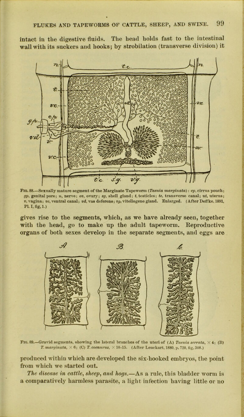 intact iii the digestive fluids. The head holds fast to the intestinal wall with its suckers and hooks; by strobilation (transverse division) it Fig. 88.—Sexually mature segment of the Marginate Tapeworm (Taenia marginata): cp, cirrus pouch; gp, genital pore; n, nerve; ov, ovary; sg, shell gland; t, testicles; tc, transverse canal; ut, uterus; v, vagina; vc, ventral canal; vd, vaa deferena; vg, vitellogene gland. Enlarged. (After Deffke, 1891, PI. I, fig, 1.) gives rise to the segments, which, as we have already seen, together with the head, go to make up the adult tapeworm. Reproductive organs of both sexes develop in the separate segments, and eggs are Fig. 89.—Gravid segments, showing the lateral branches of the uteri of (A) Taenia serrata, X 4; (B) T. marginata, X 6; (C) T.coenurus, X 10-15. (After Leuckart, 1880, p. 720, fig, 308.) produced within which are developed the six-hooked embryos, the point from which we started out. The disease in cattle, sheep, and hogs.—As a rule, this bladder worm is a comparatively harmless parasite, a light infection having little or no